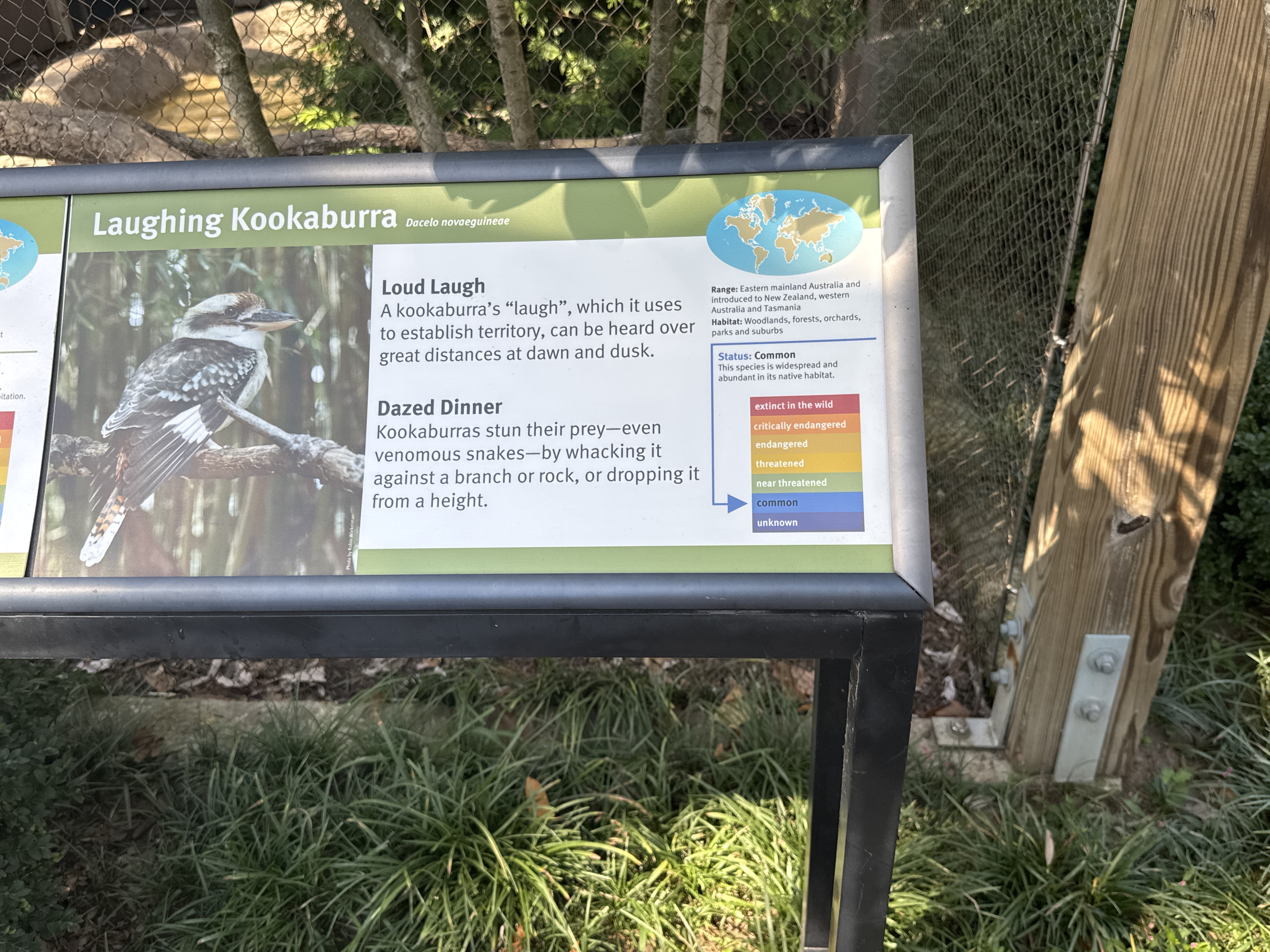 Laughing Kookaburra