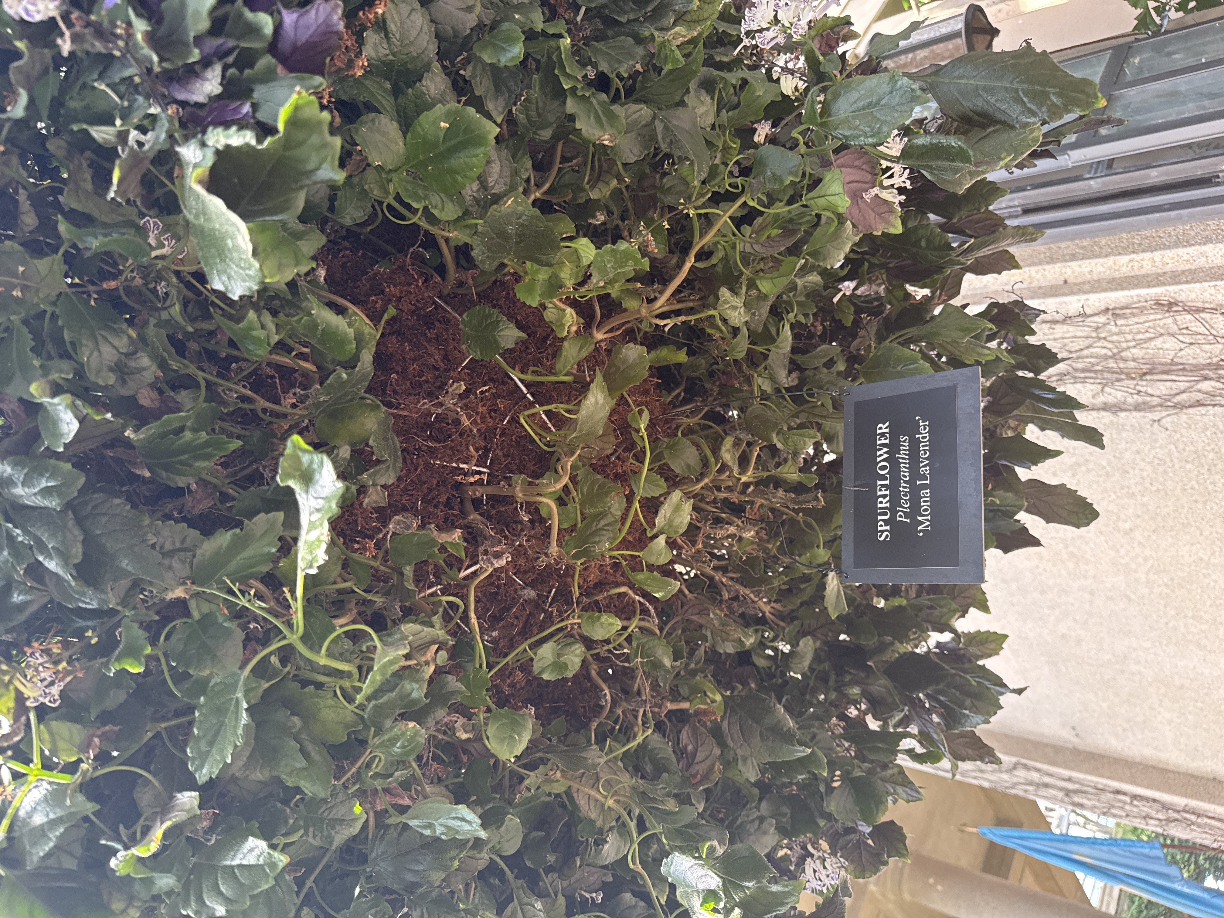 Mona Lavender (Plectranthus)