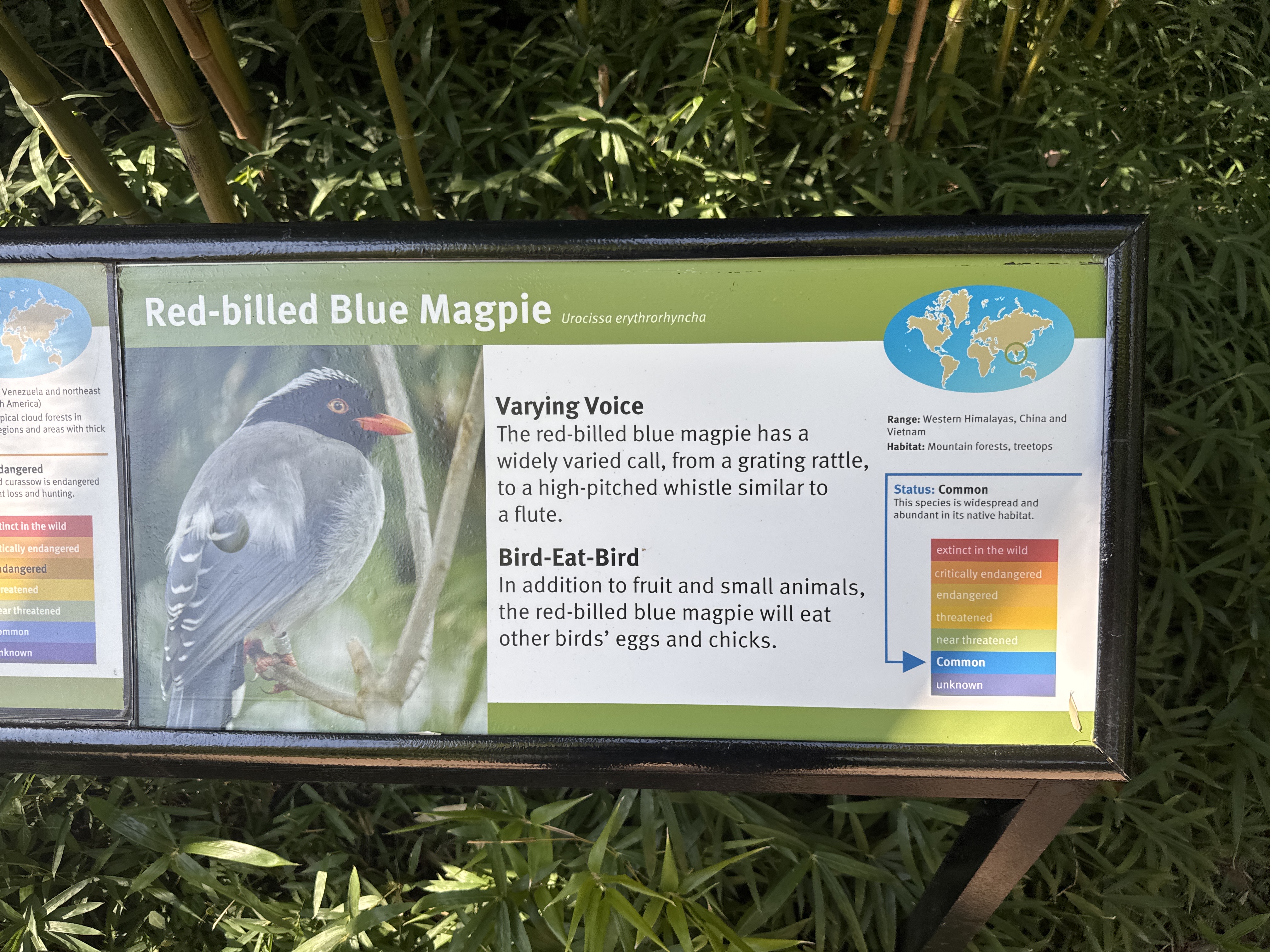Red-billed Blue Magpie