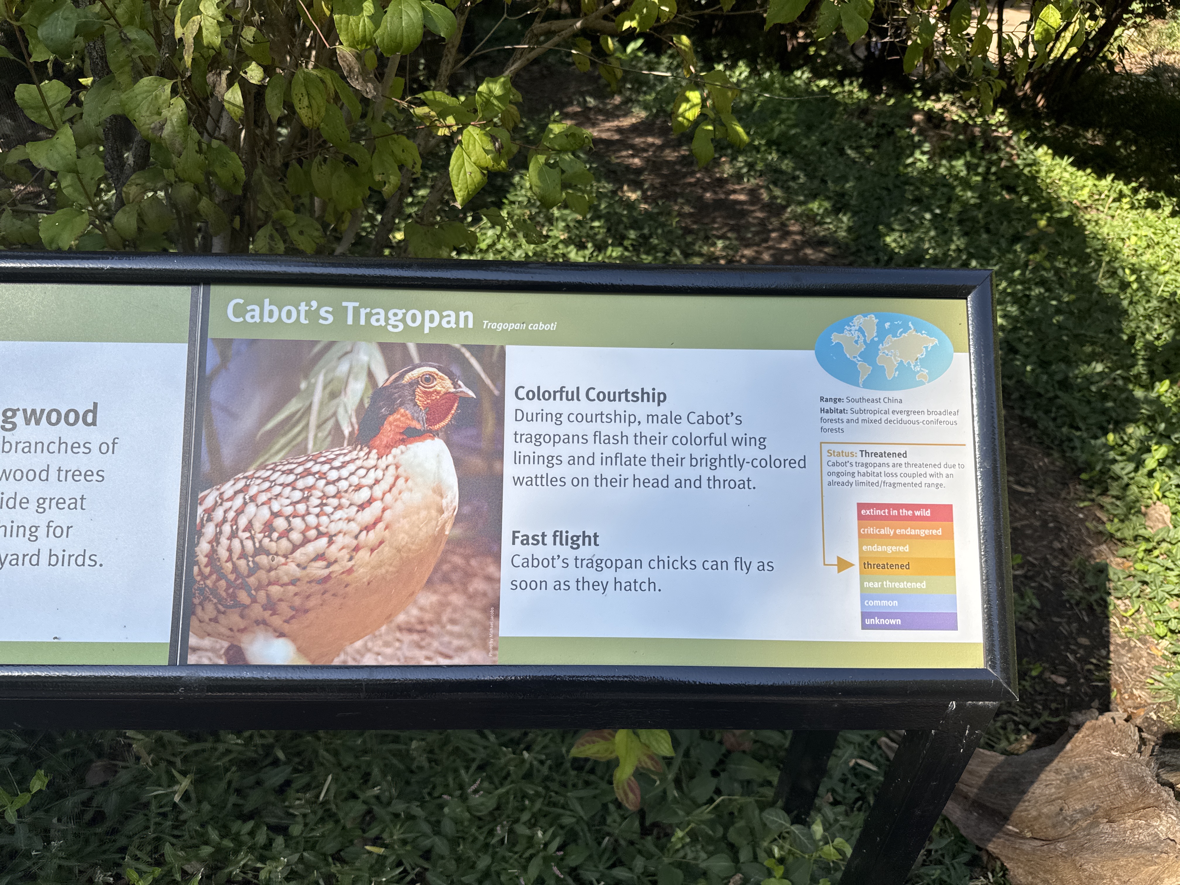 Cabot's Tragopan