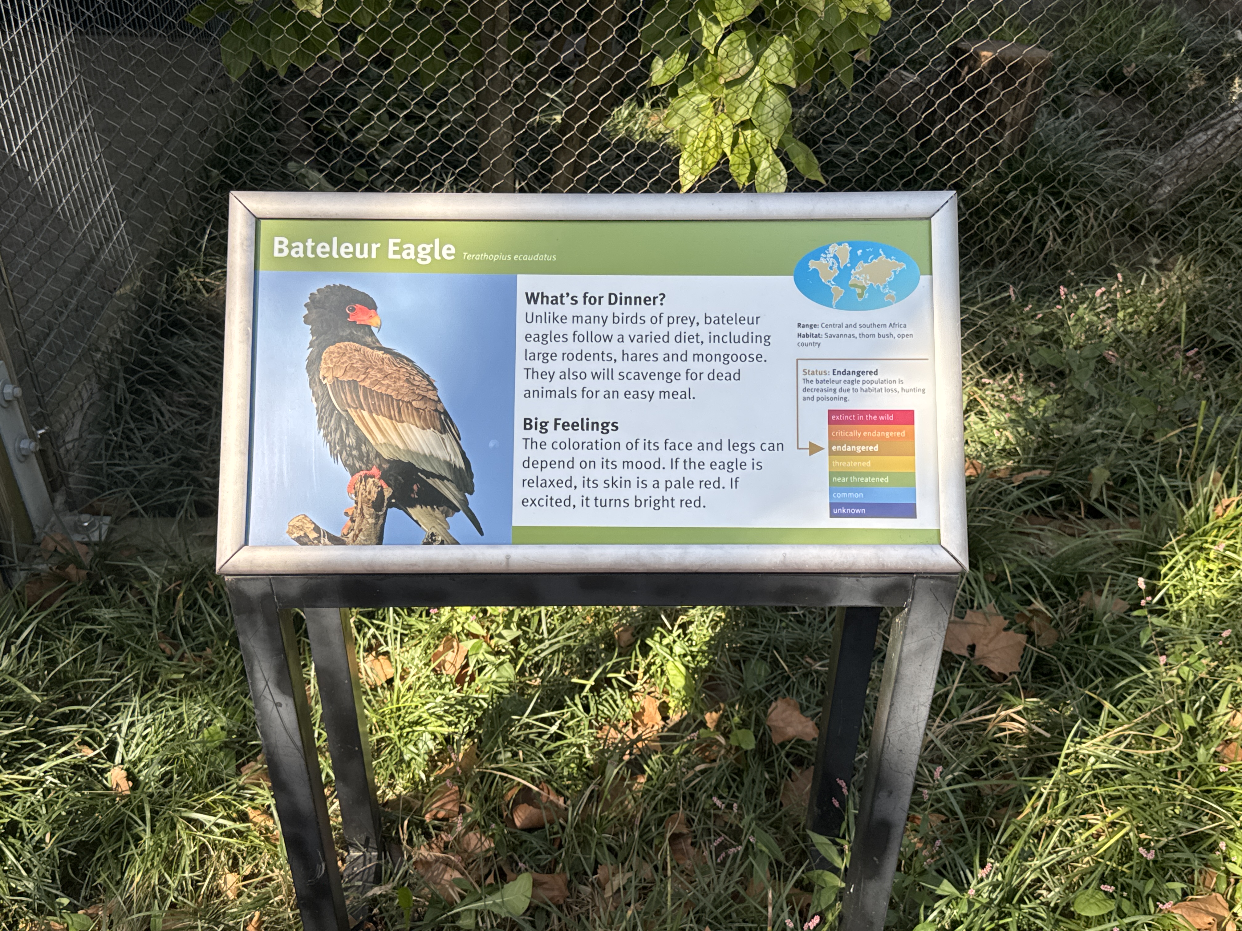 Bateleur Eagle