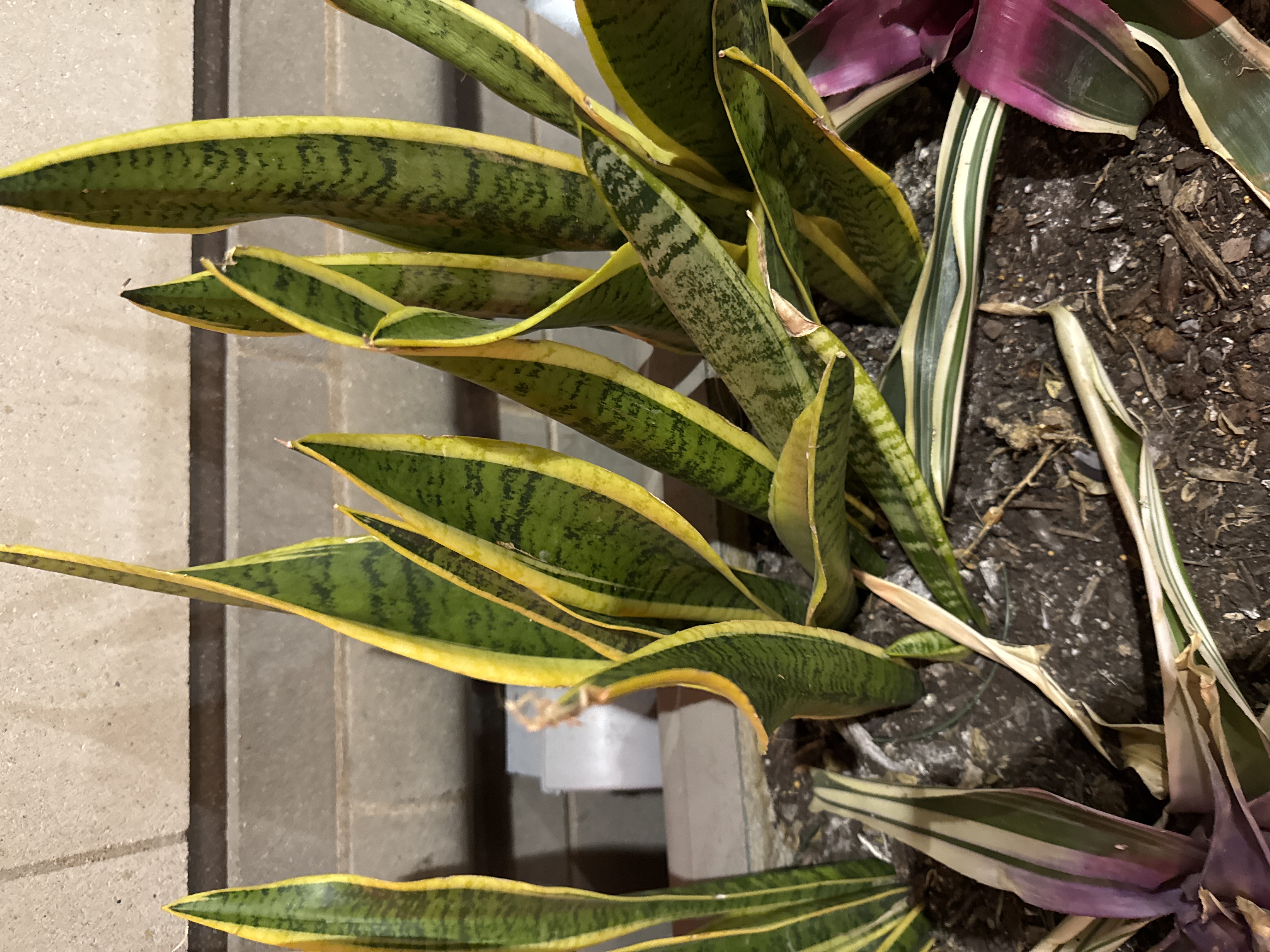 Snake Plant (Sansevieria)