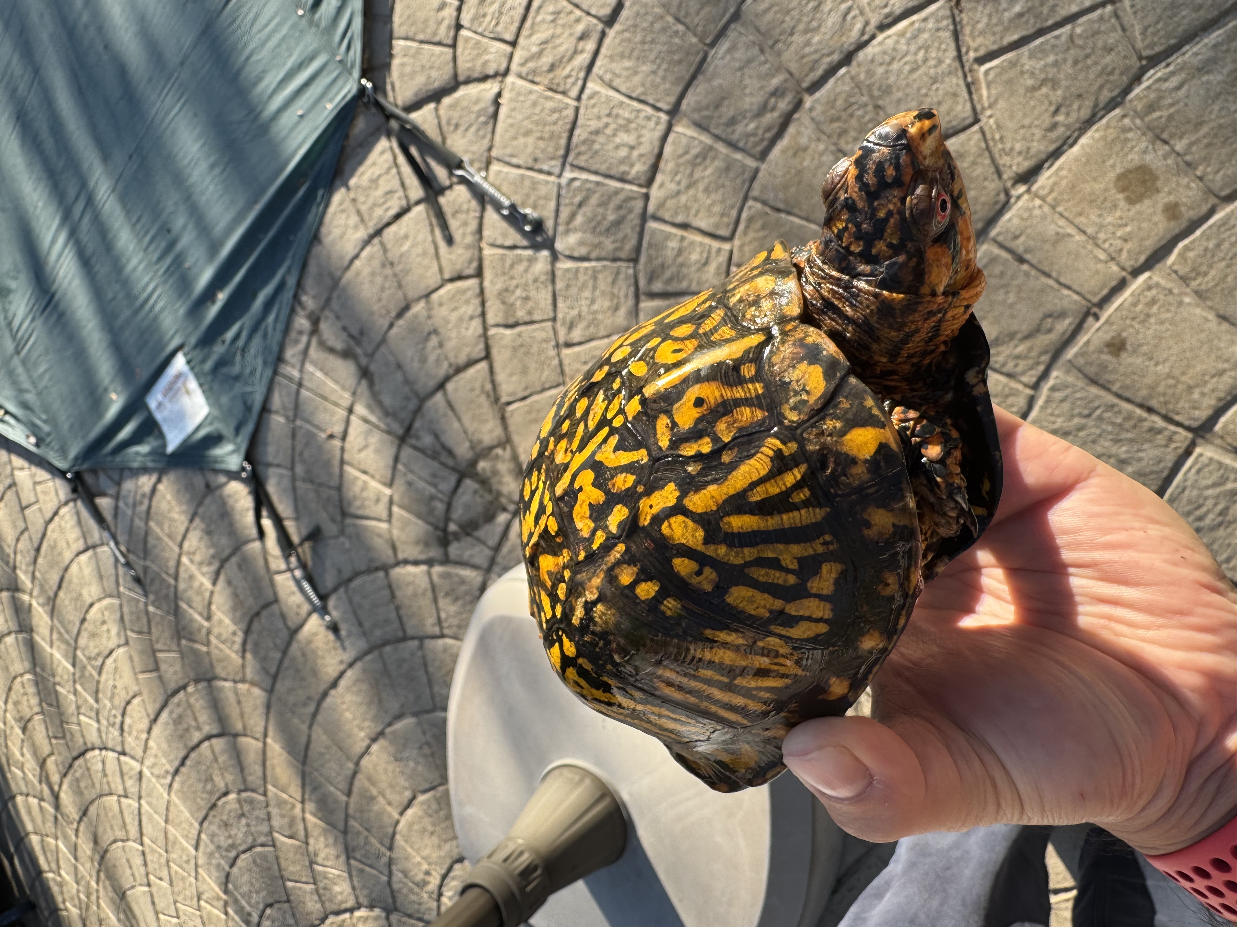 Turtle