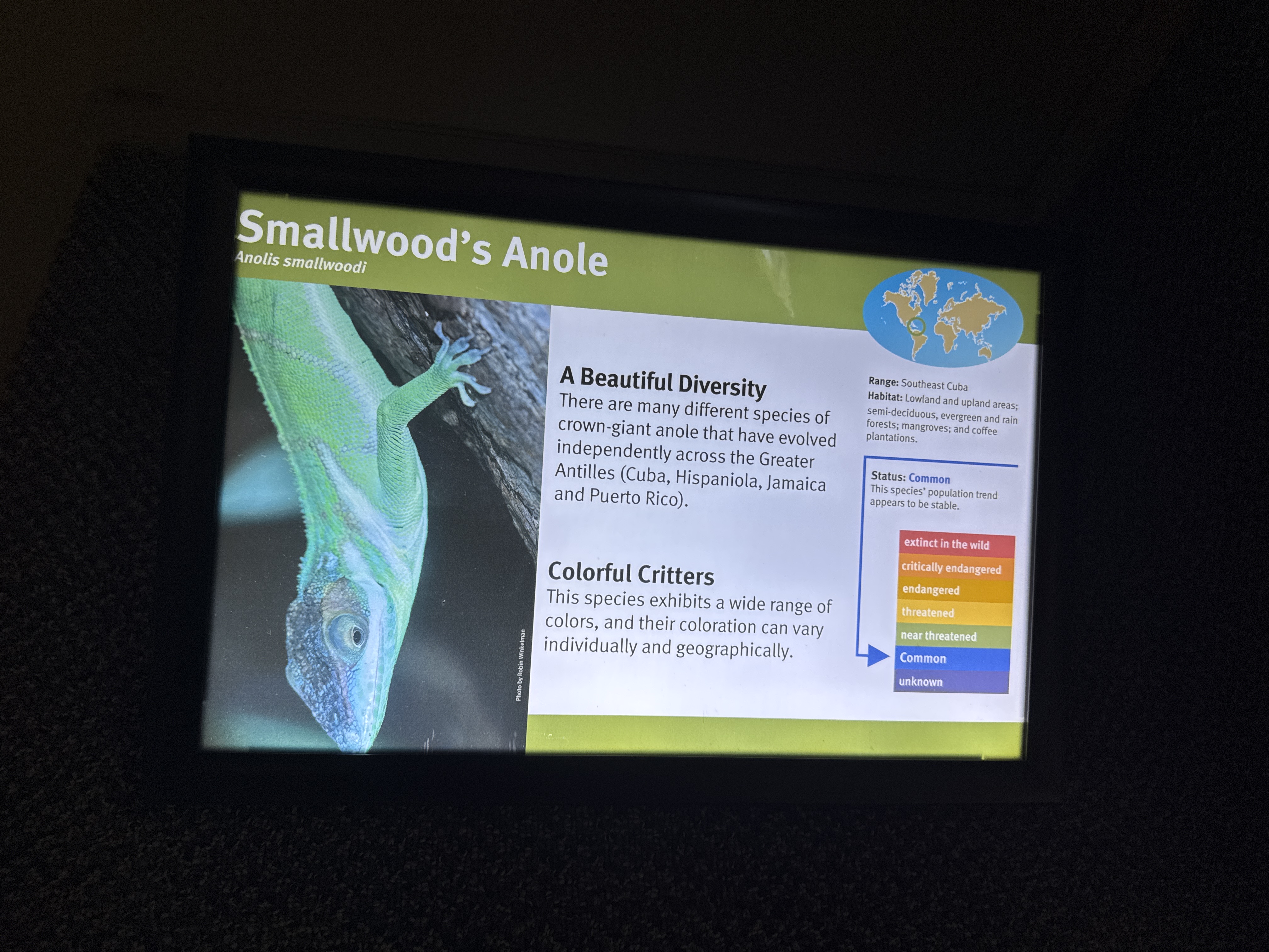 Smallwood's Anole