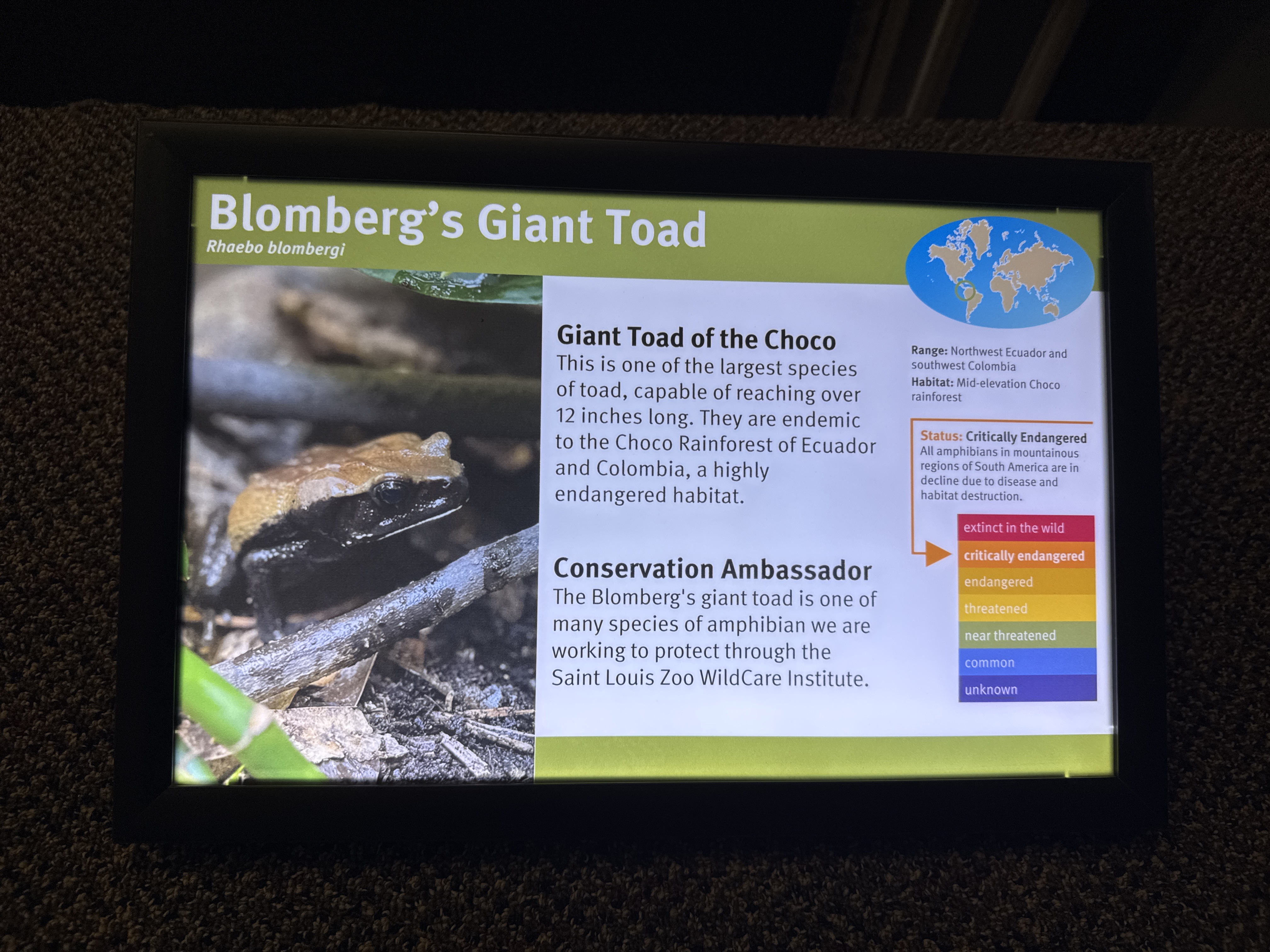 Blomberg's Toad
