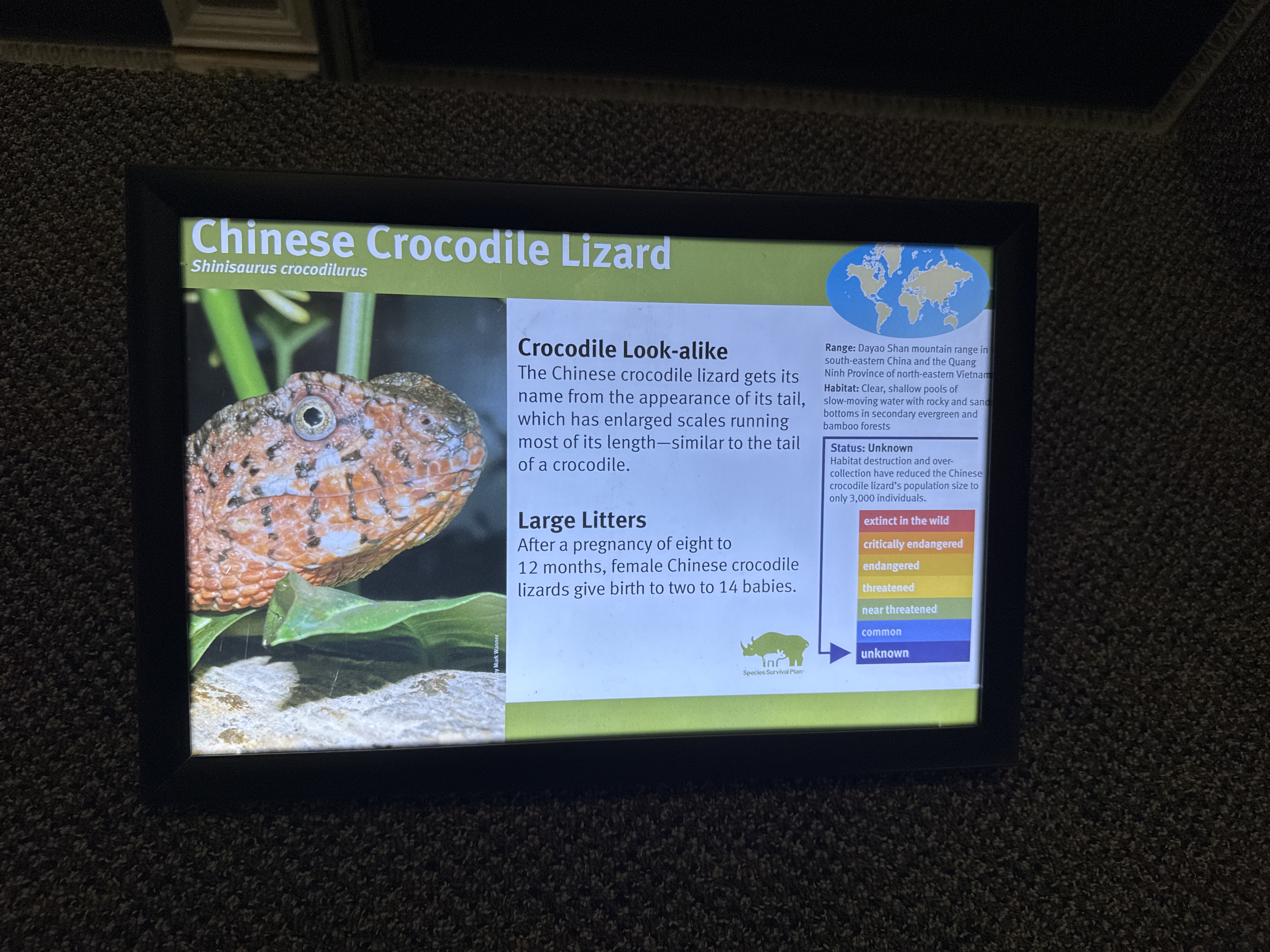 Chinese Crocodile Lizard