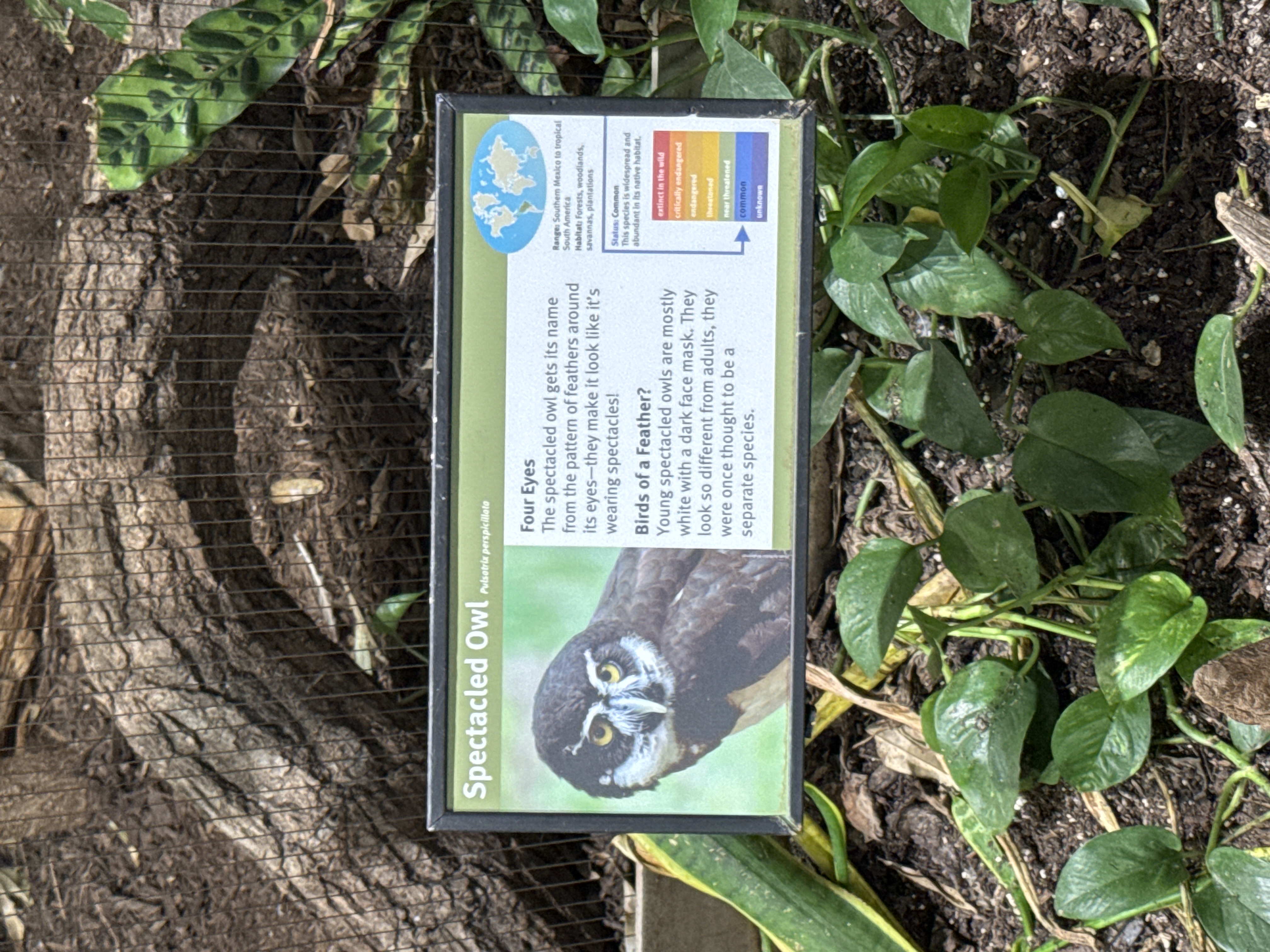 Spectacled Owl
