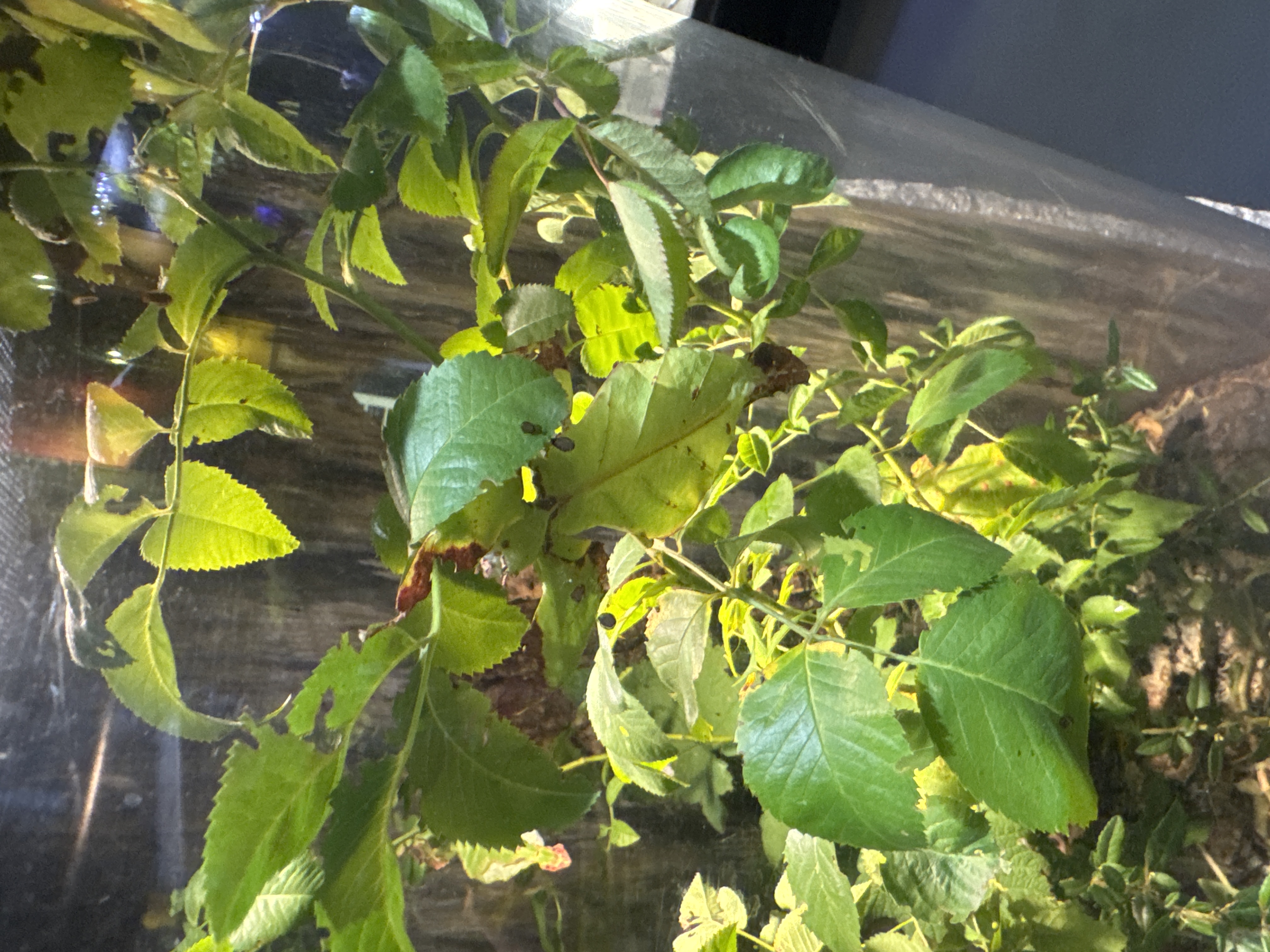Leaf Insect