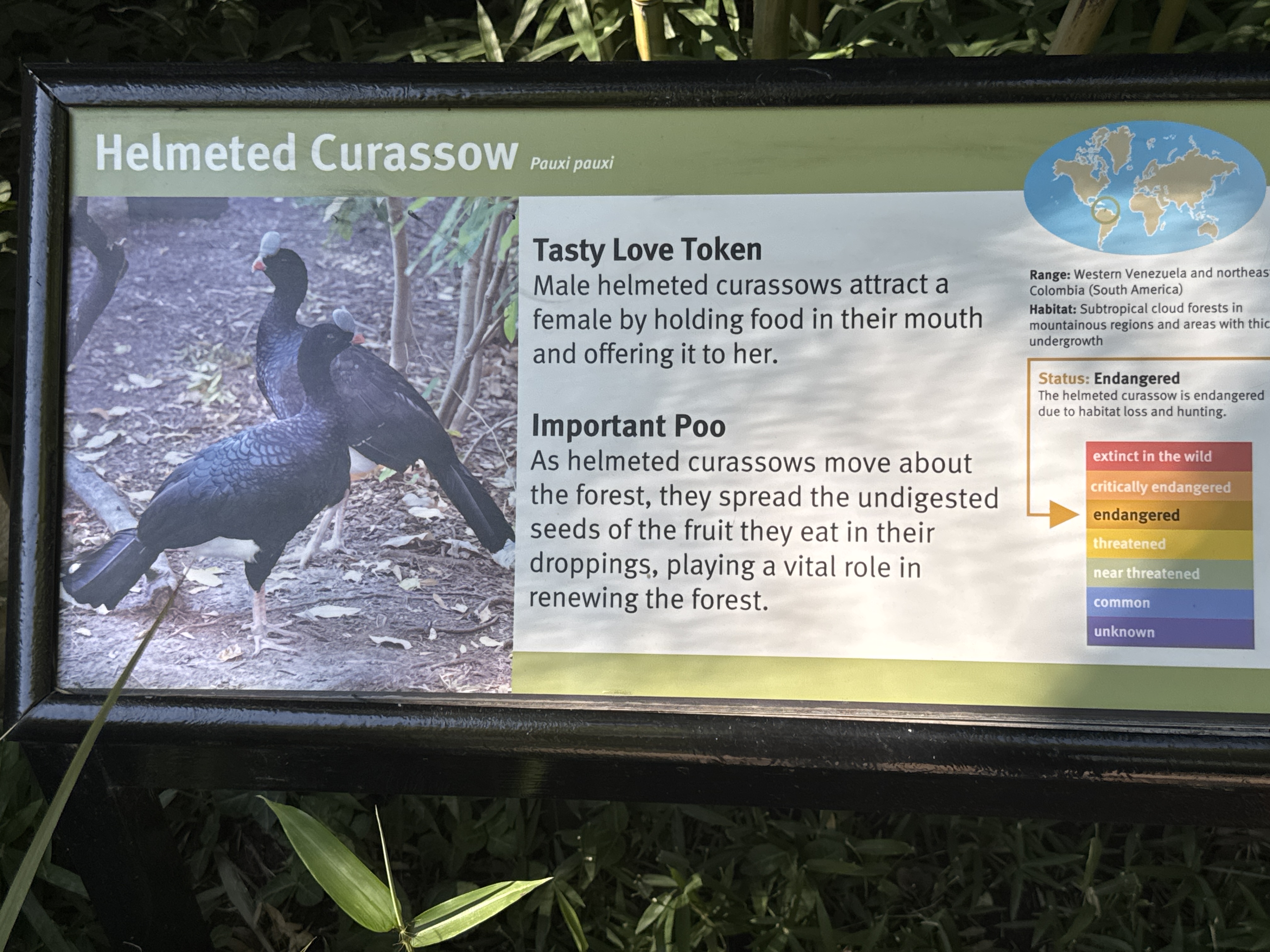 Helmeted Curassow
