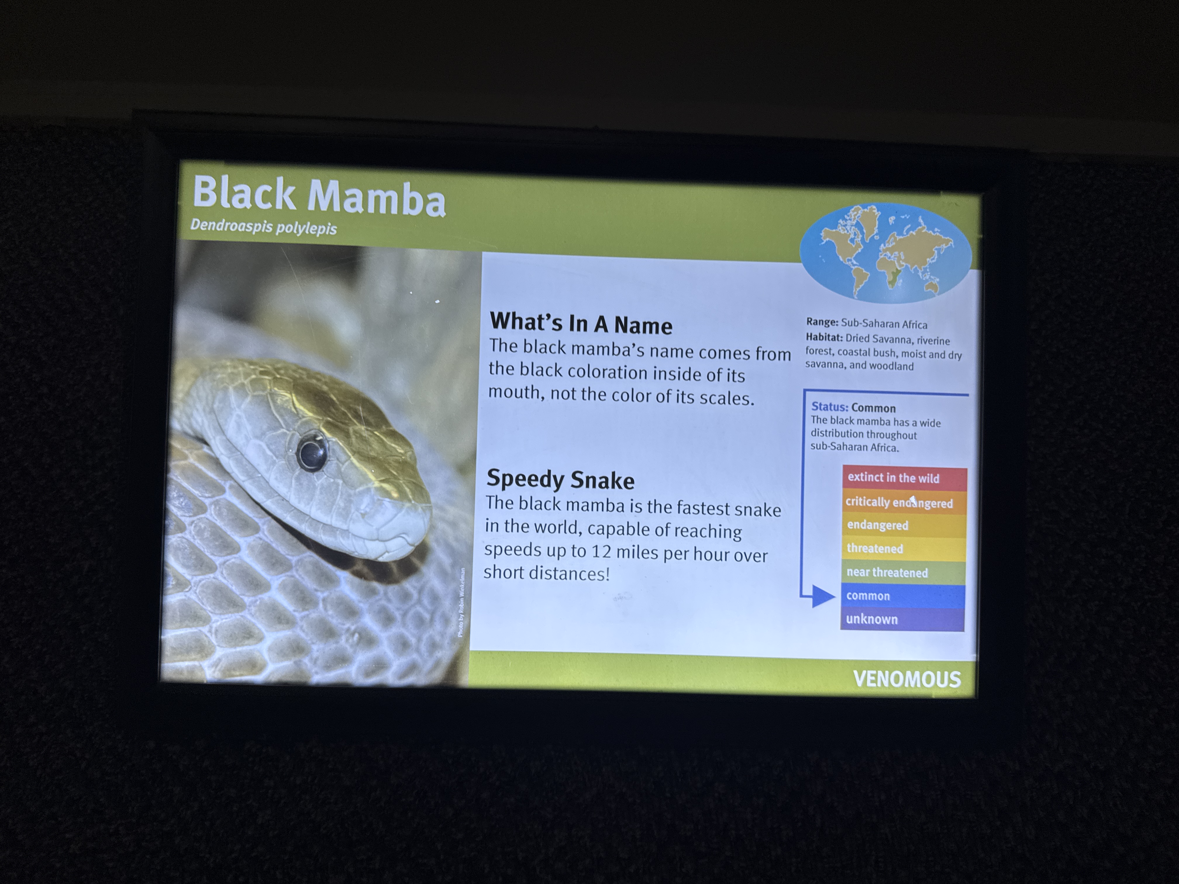 Black Mamba