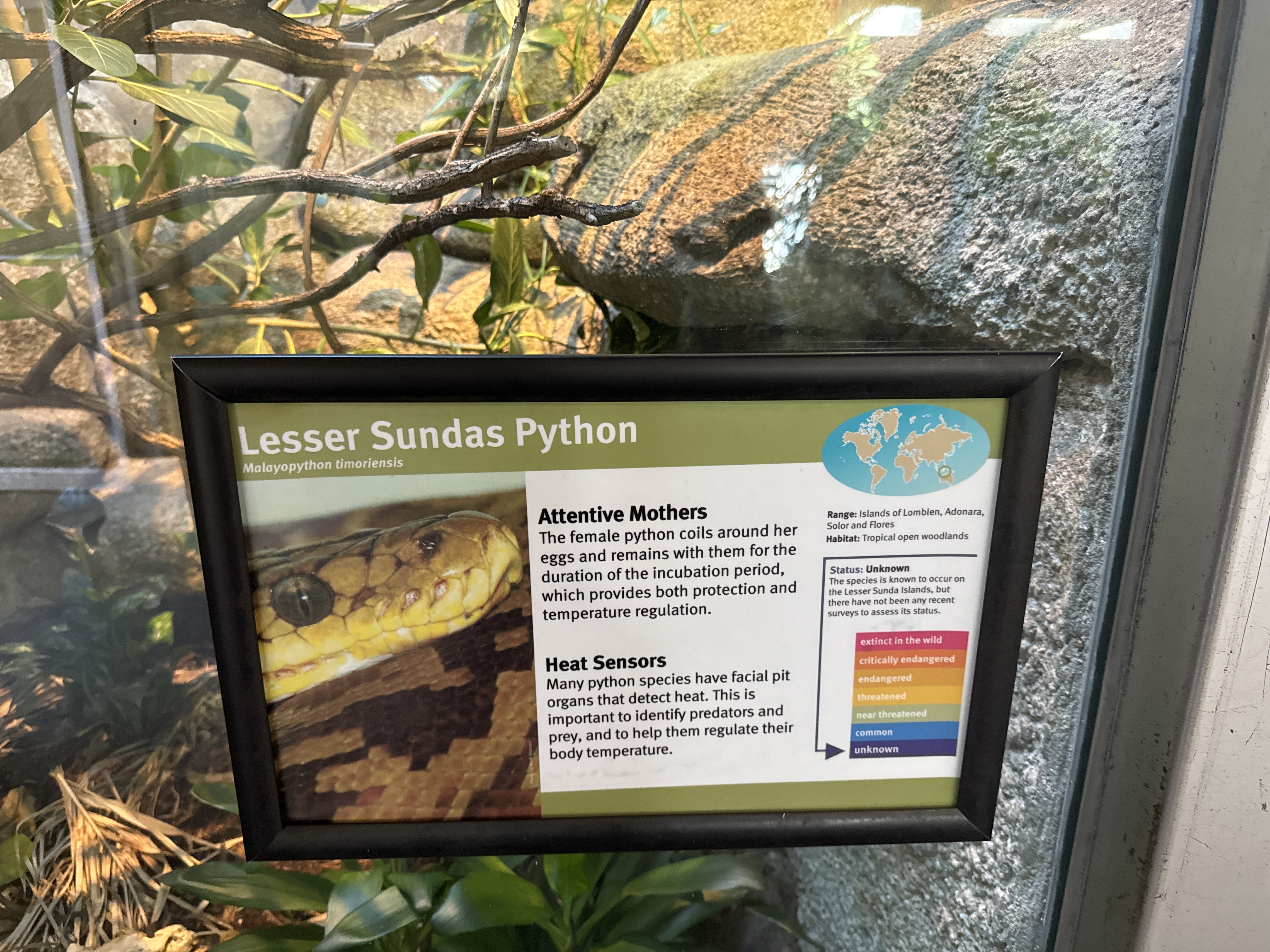 Timor Python