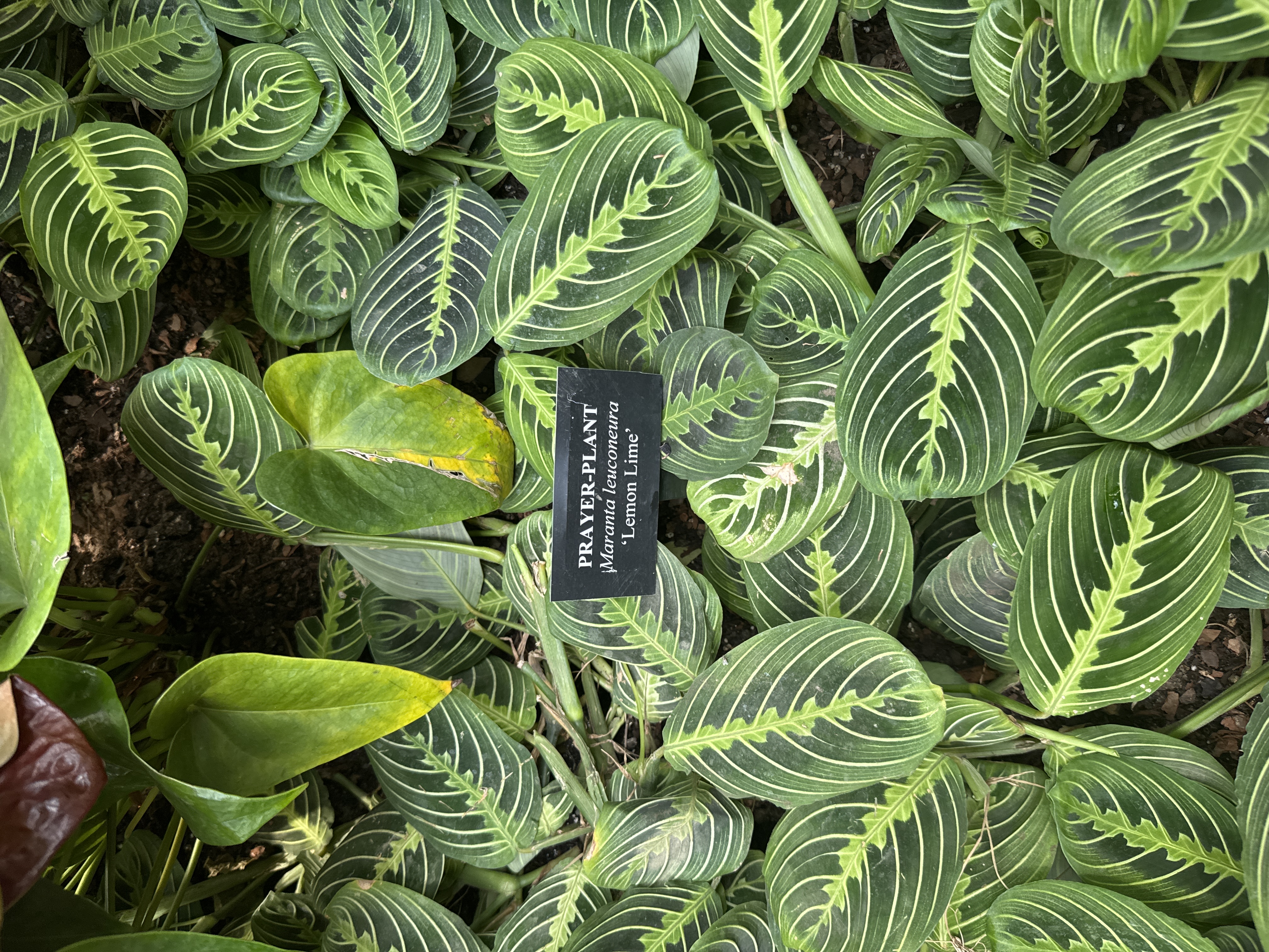 Prayer Plant 'Lemon Lime'