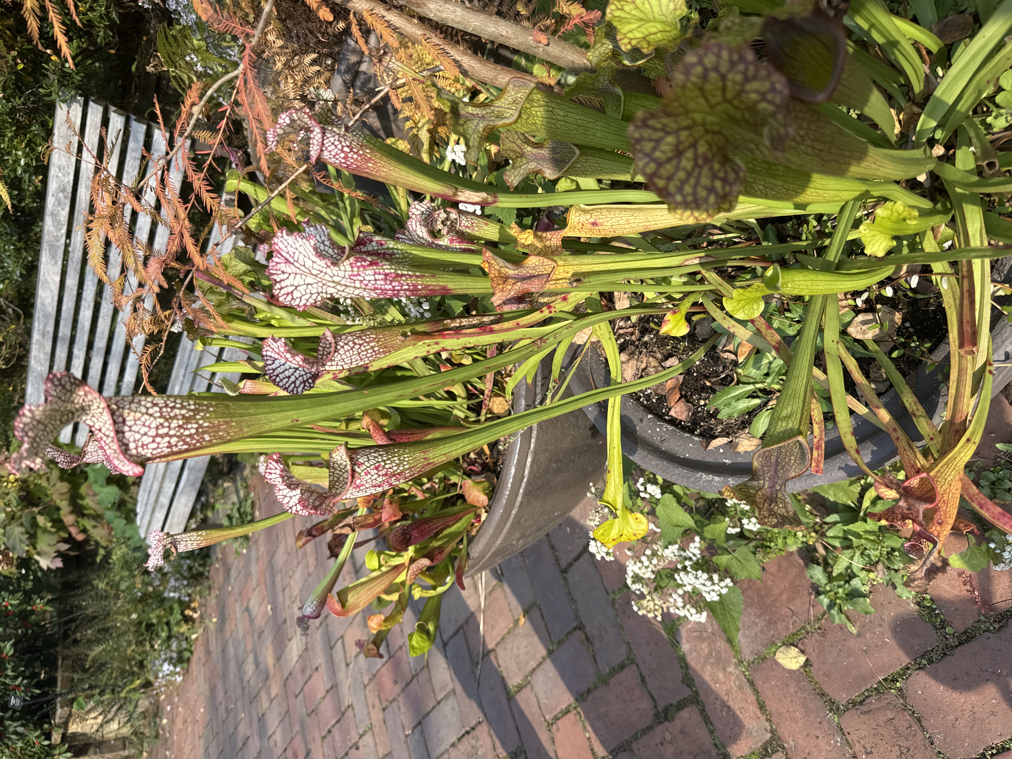 Pitcher Plant
