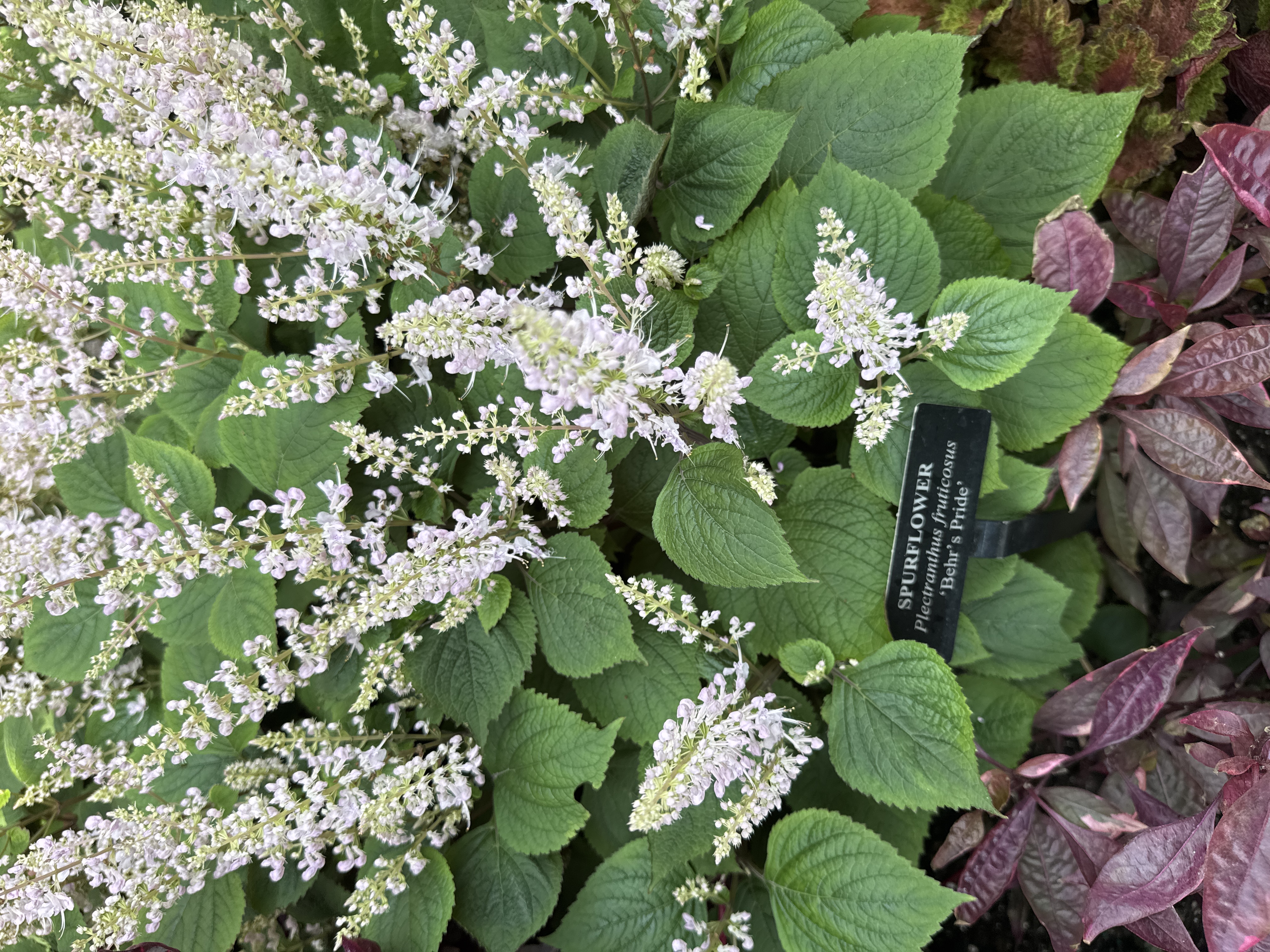 Plectranthus fruticosus 'Behr's Pride'