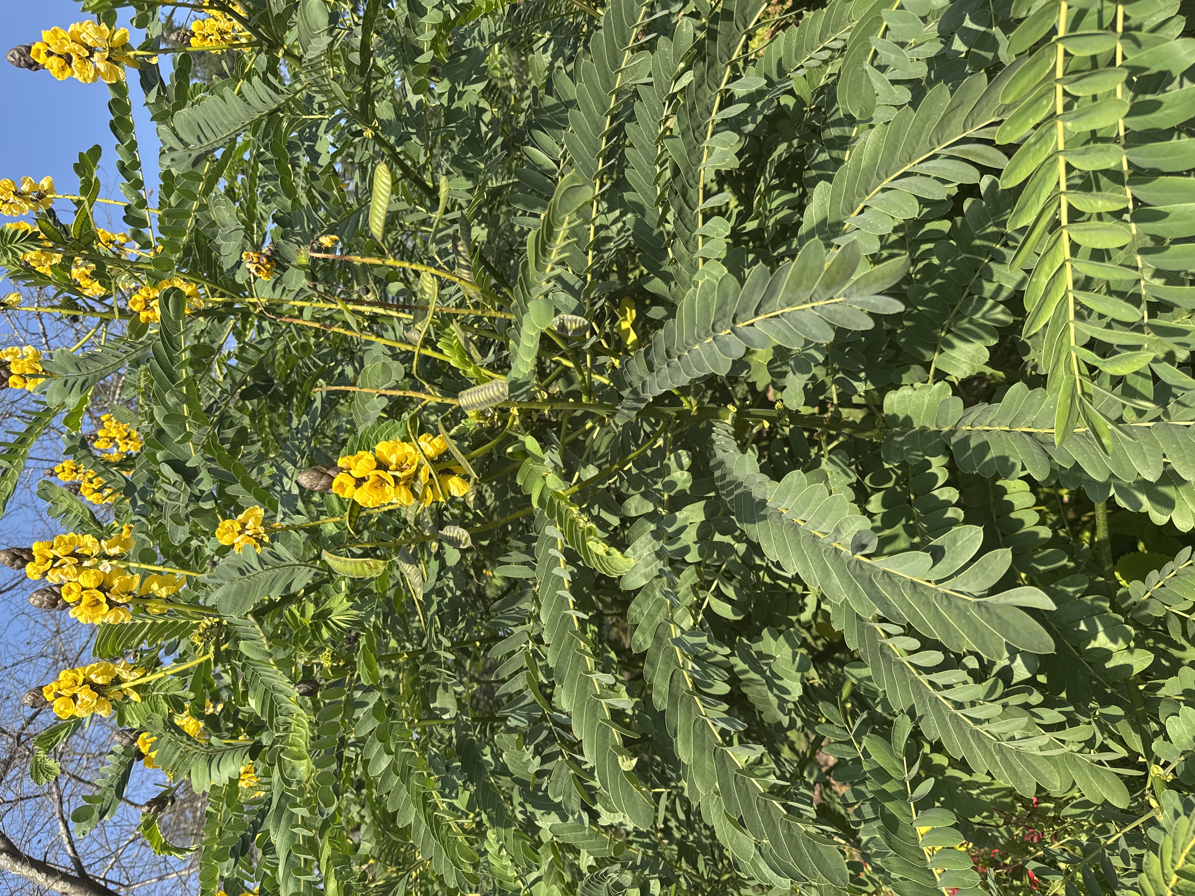Senna Plant