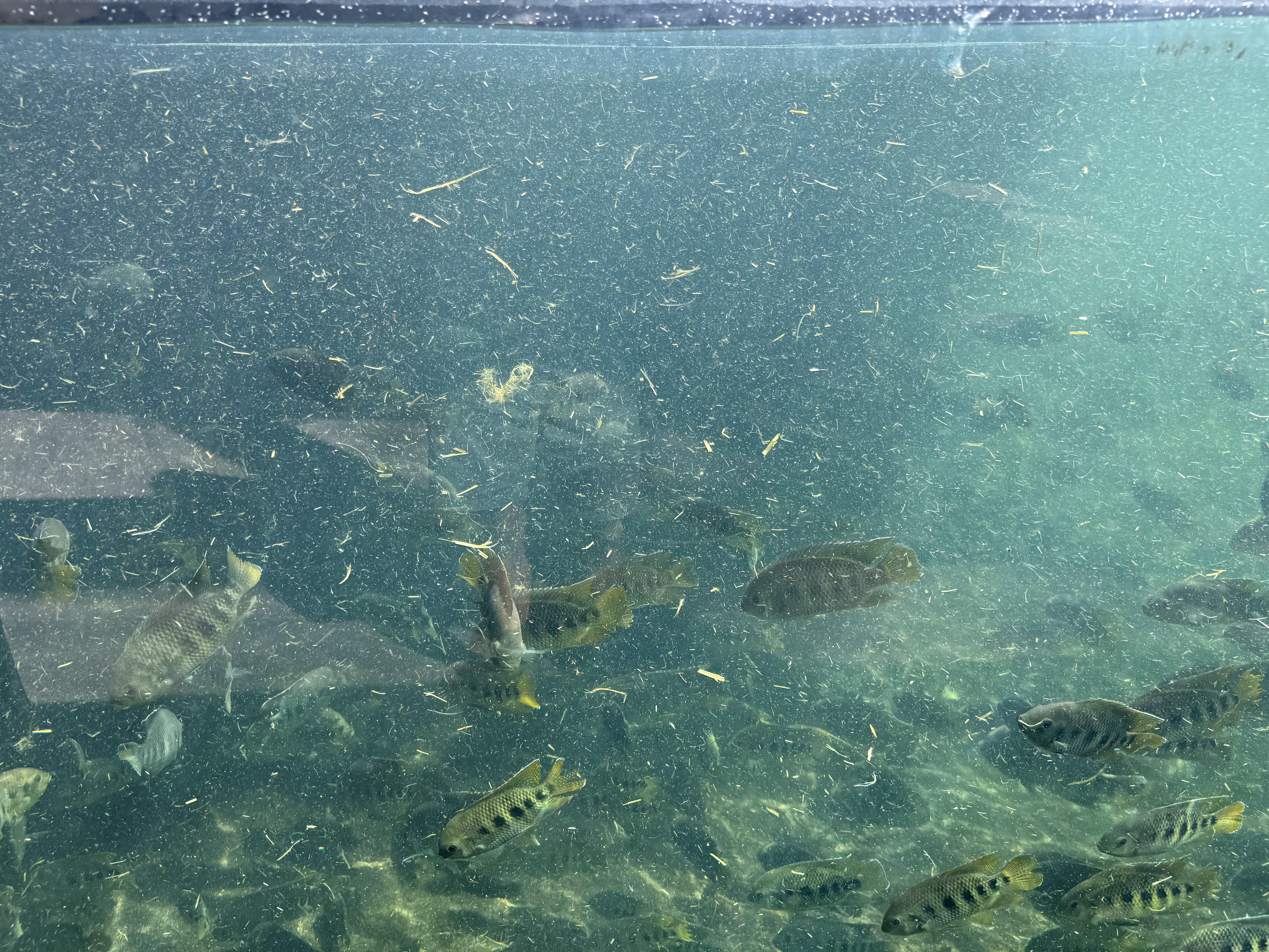 Aquarium with Tropical Freshwater Fish