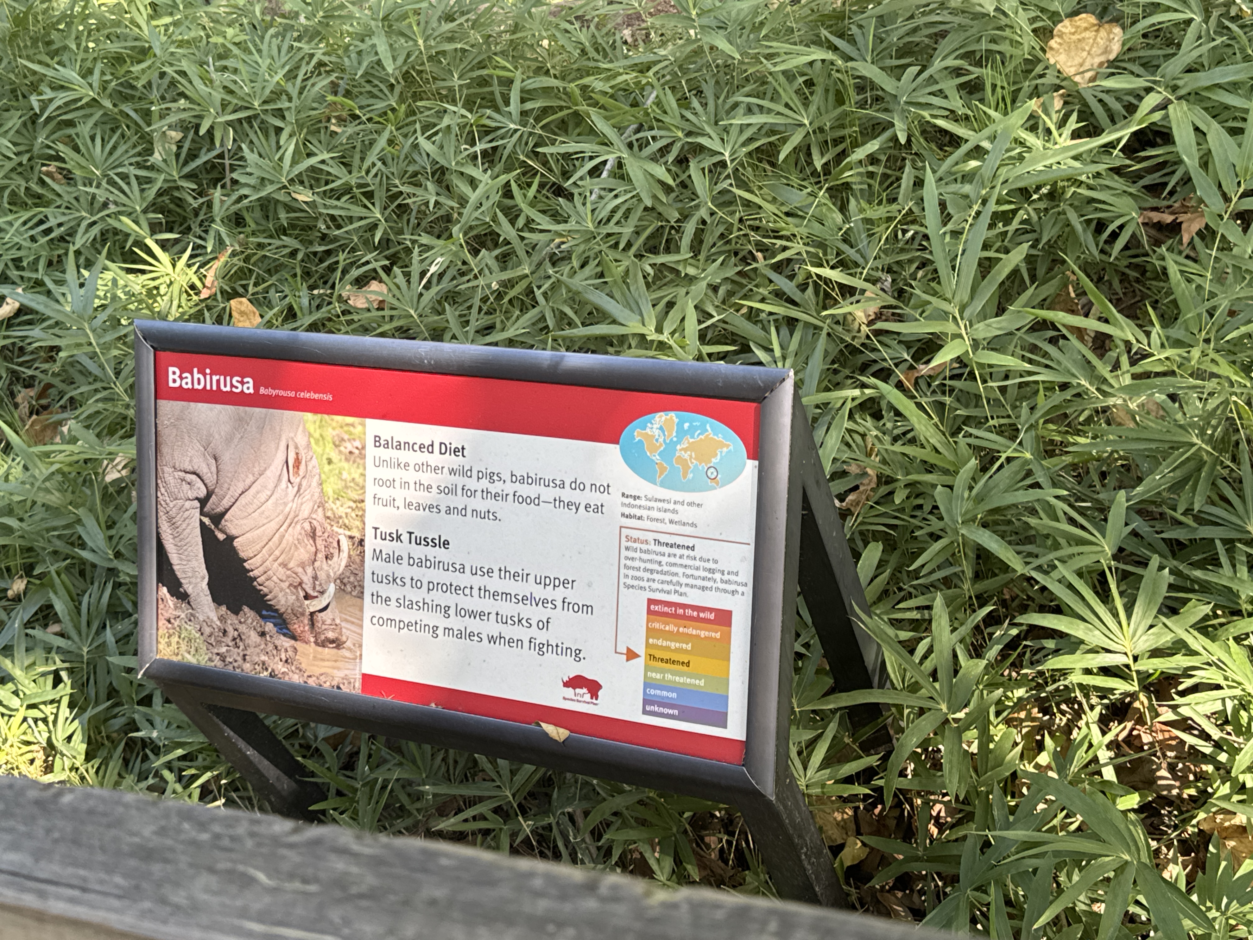 Babirusa