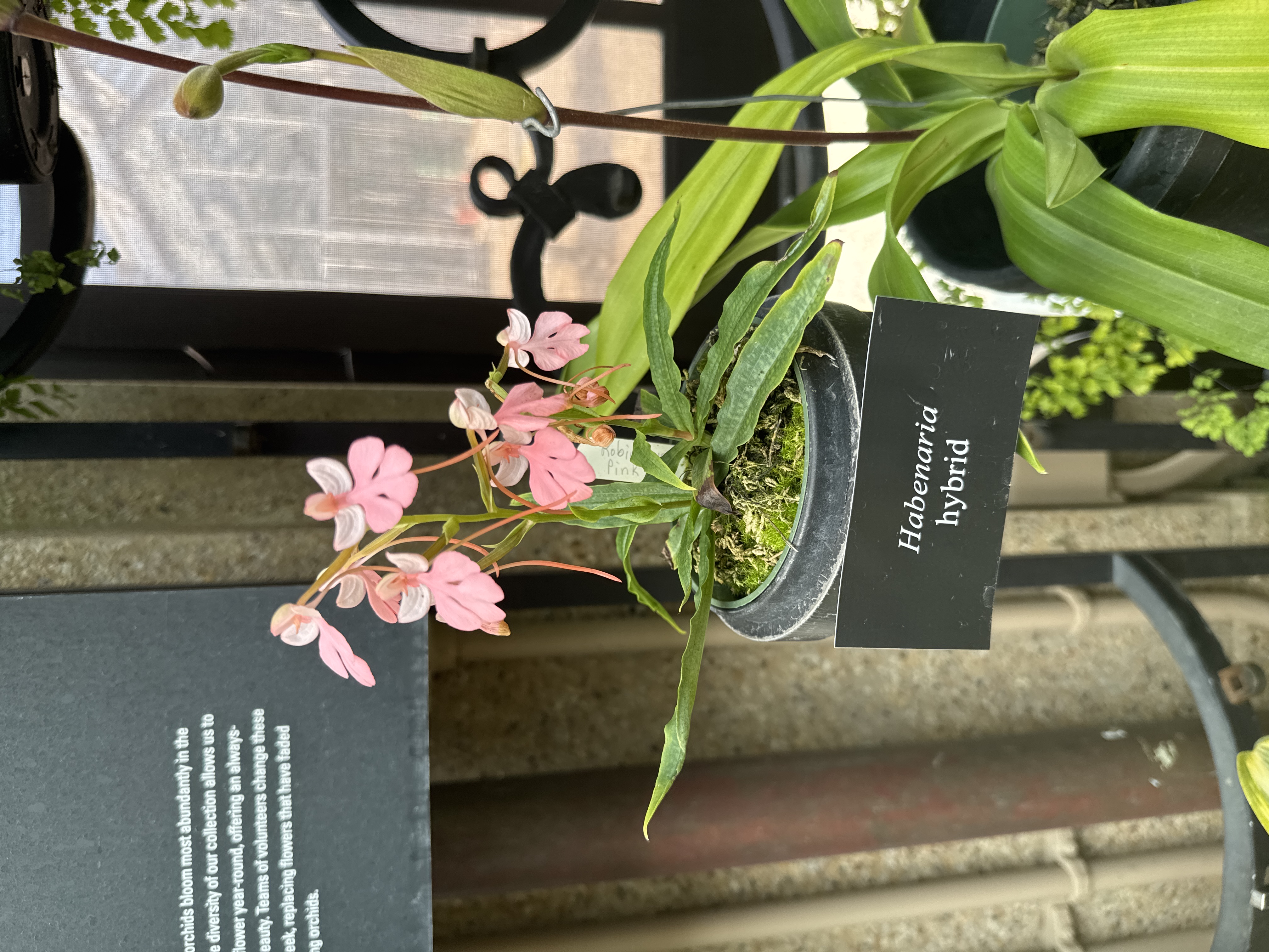 Habenaria Hybrid Orchid