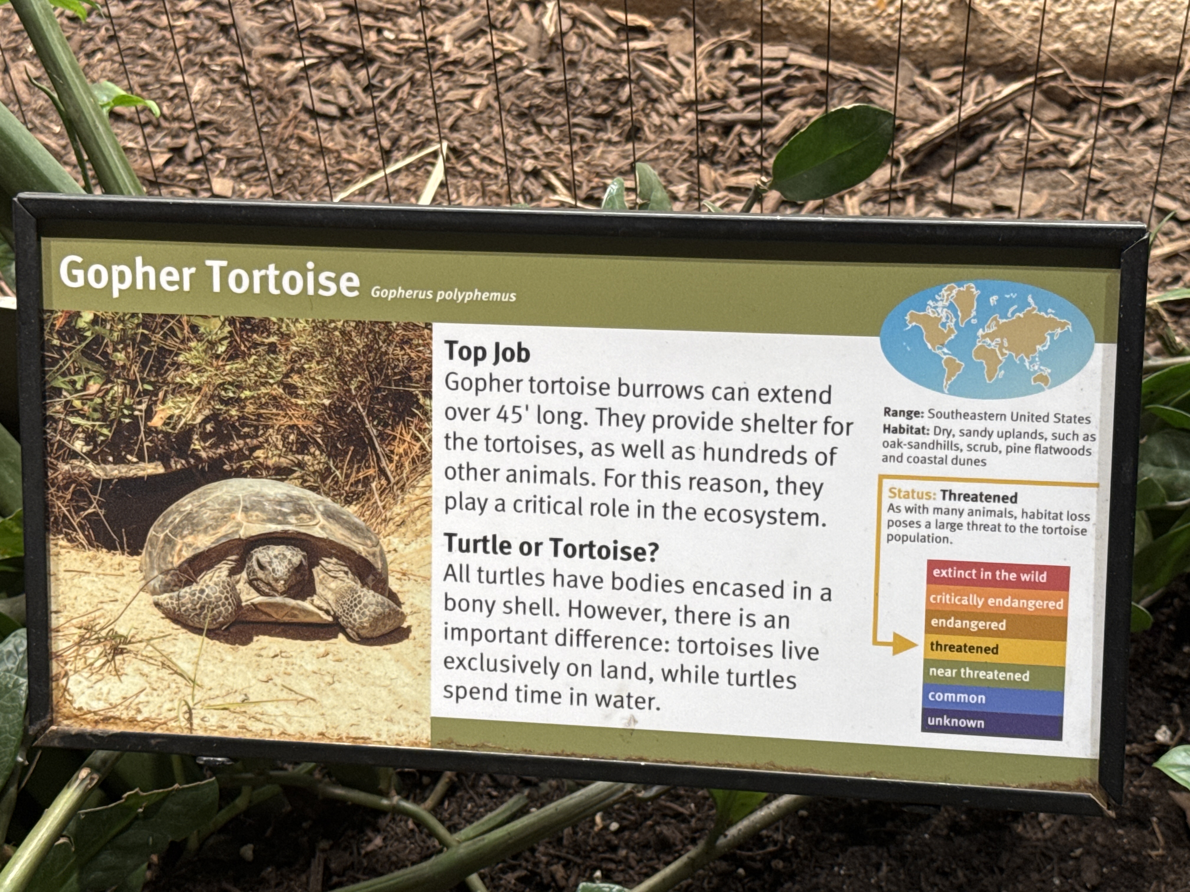 Gopher Tortoise