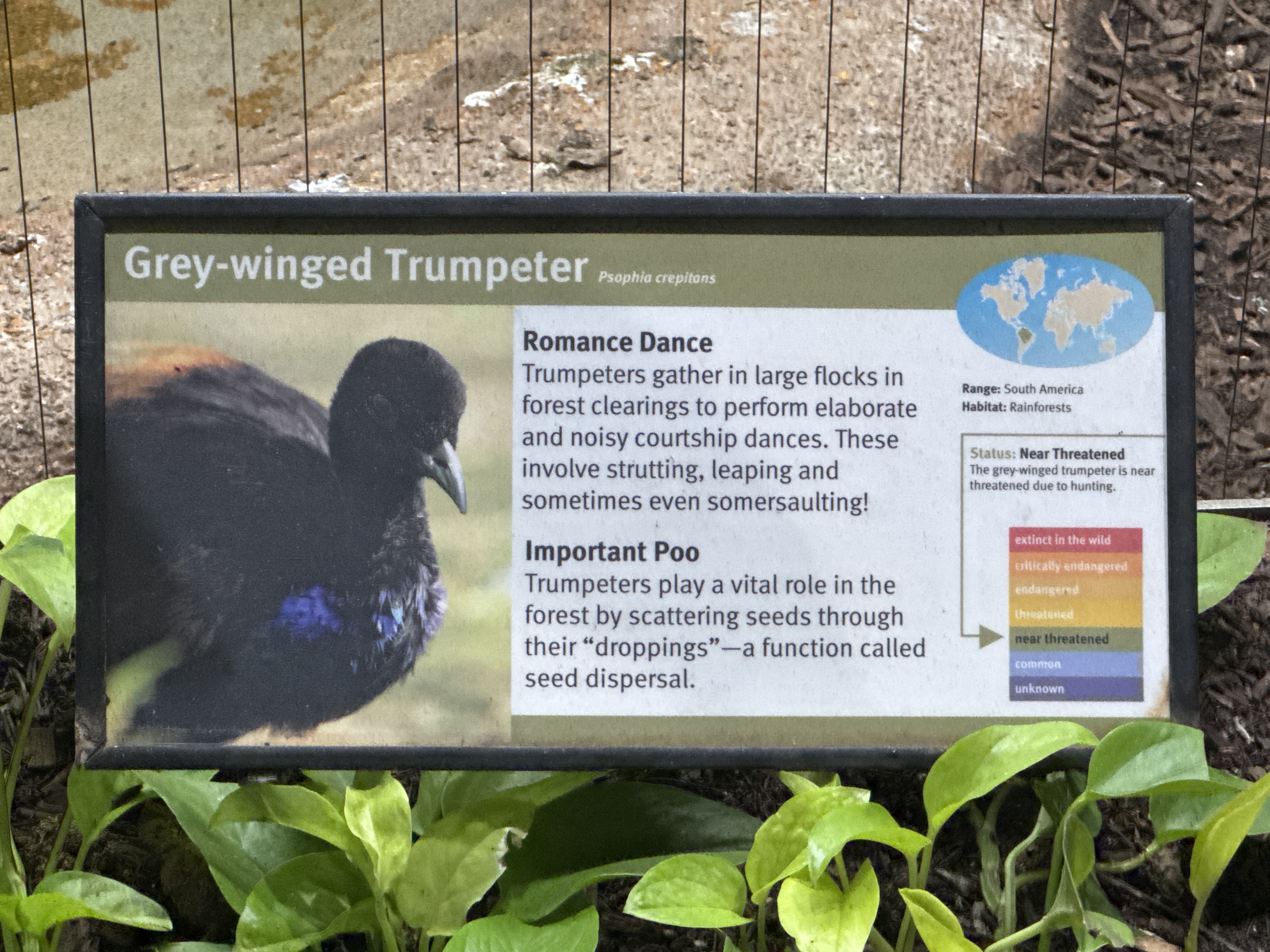 Grey-winged Trumpeter