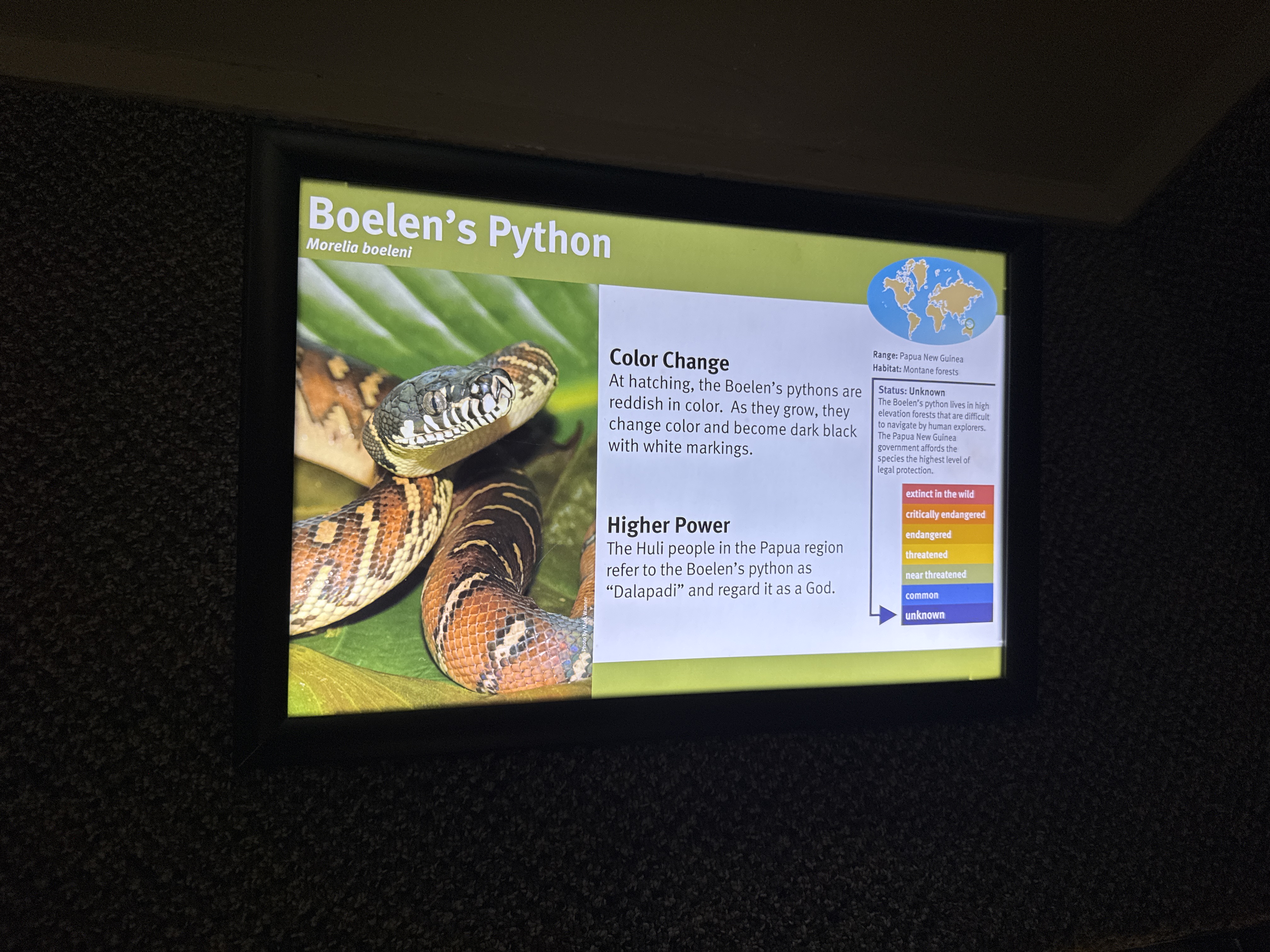 Boelen's Python