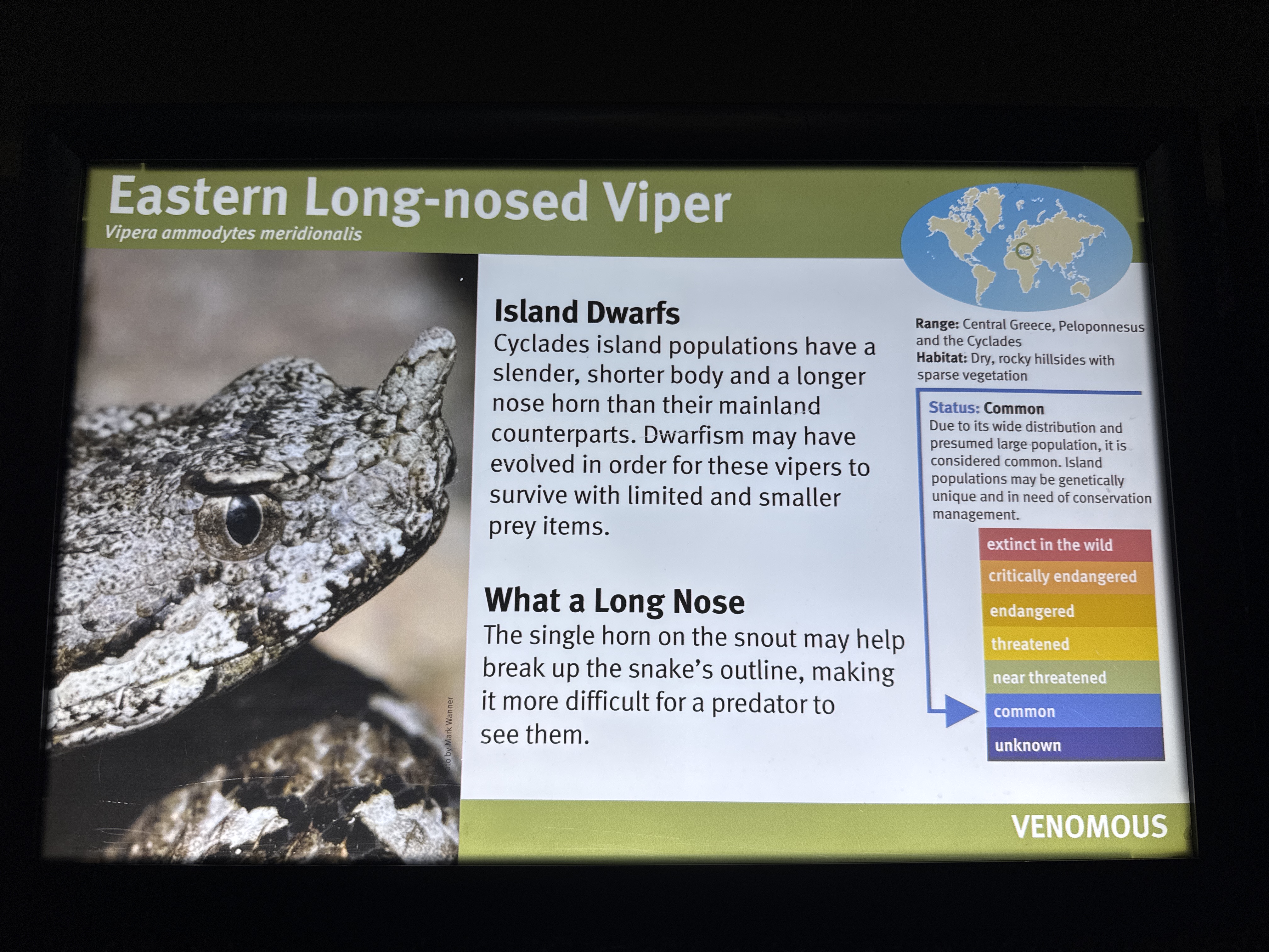 Eastern Long-nosed Viper