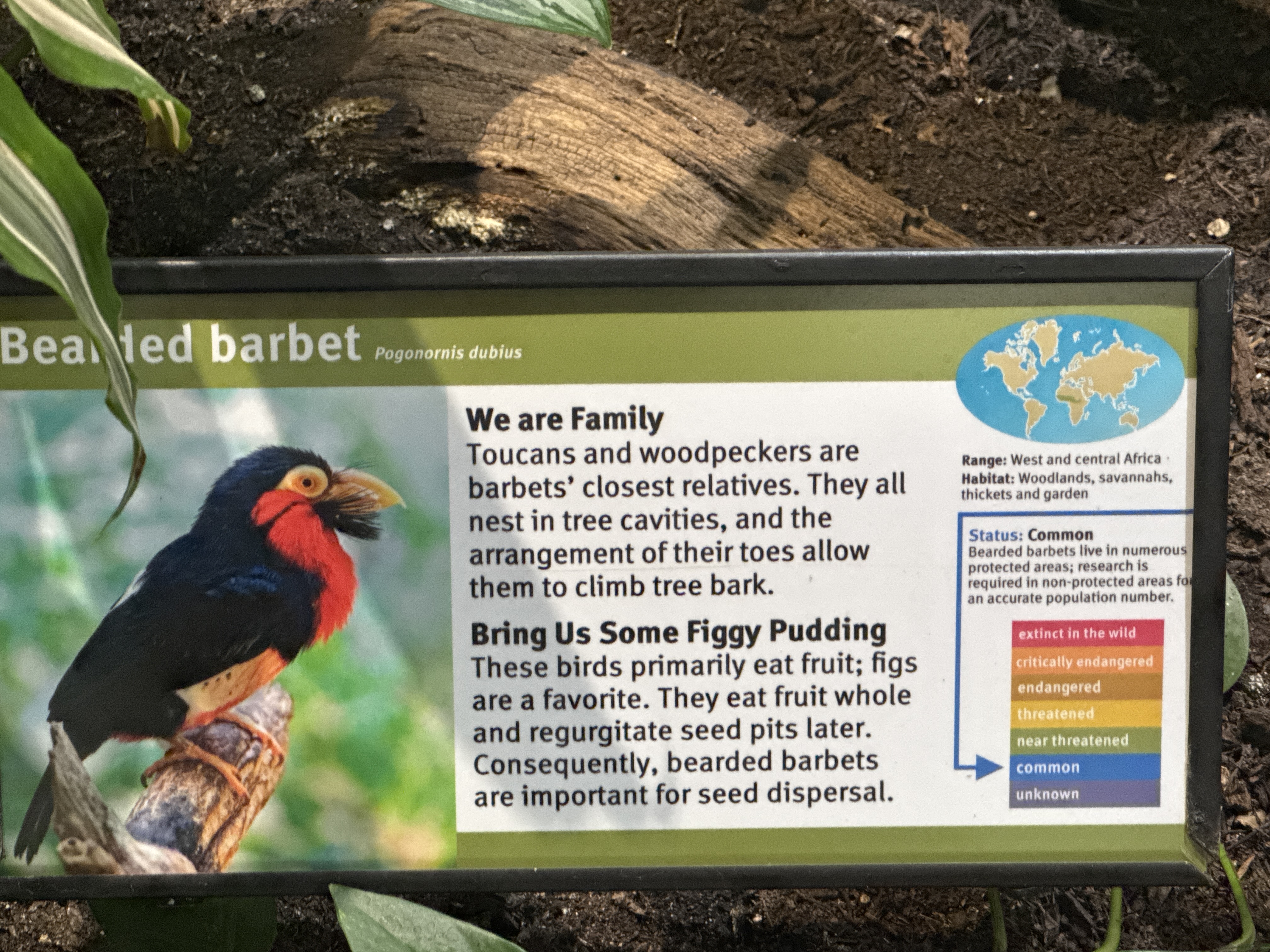 Bearded Barbet