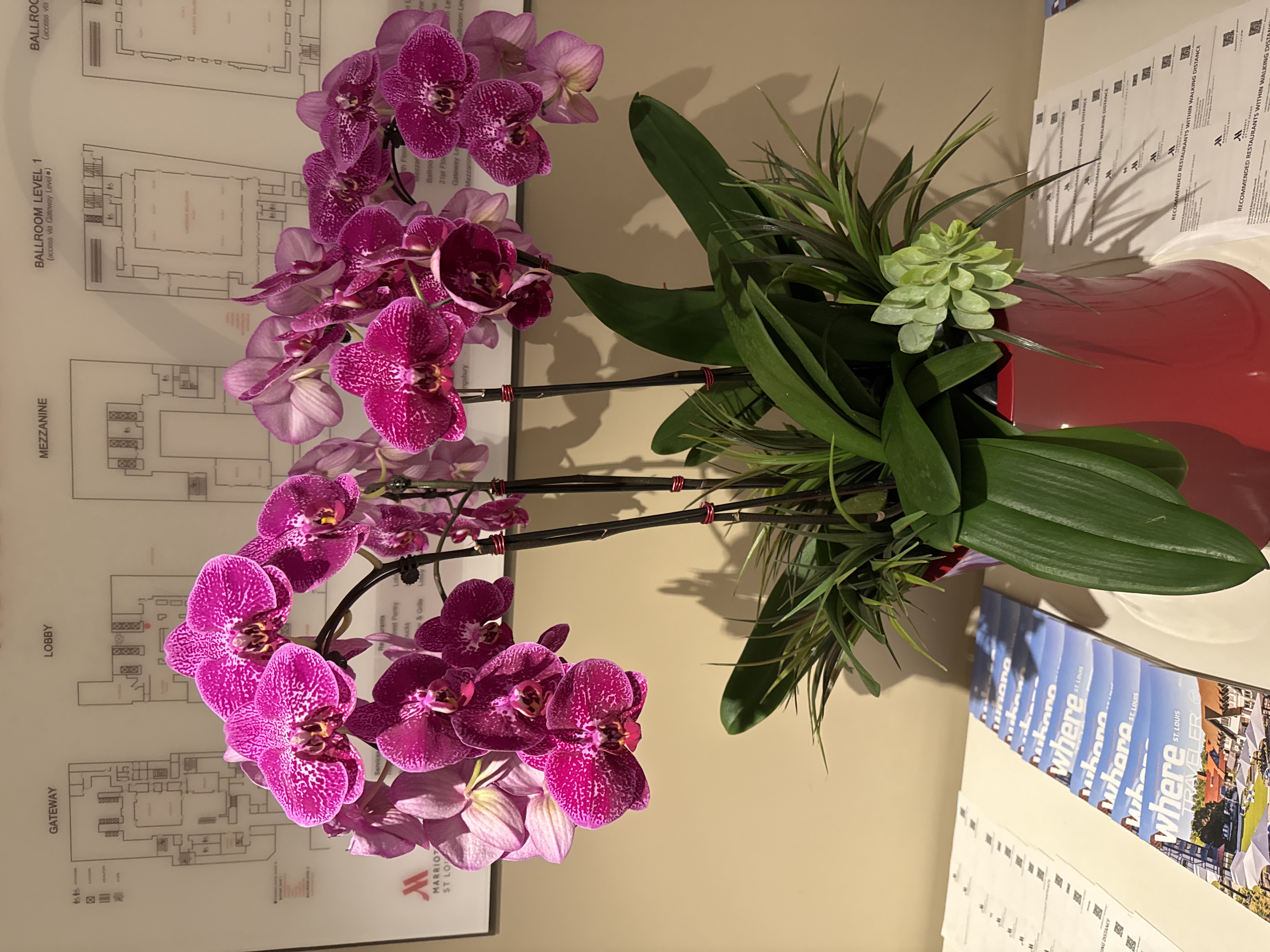 Phalaenopsis Orchid