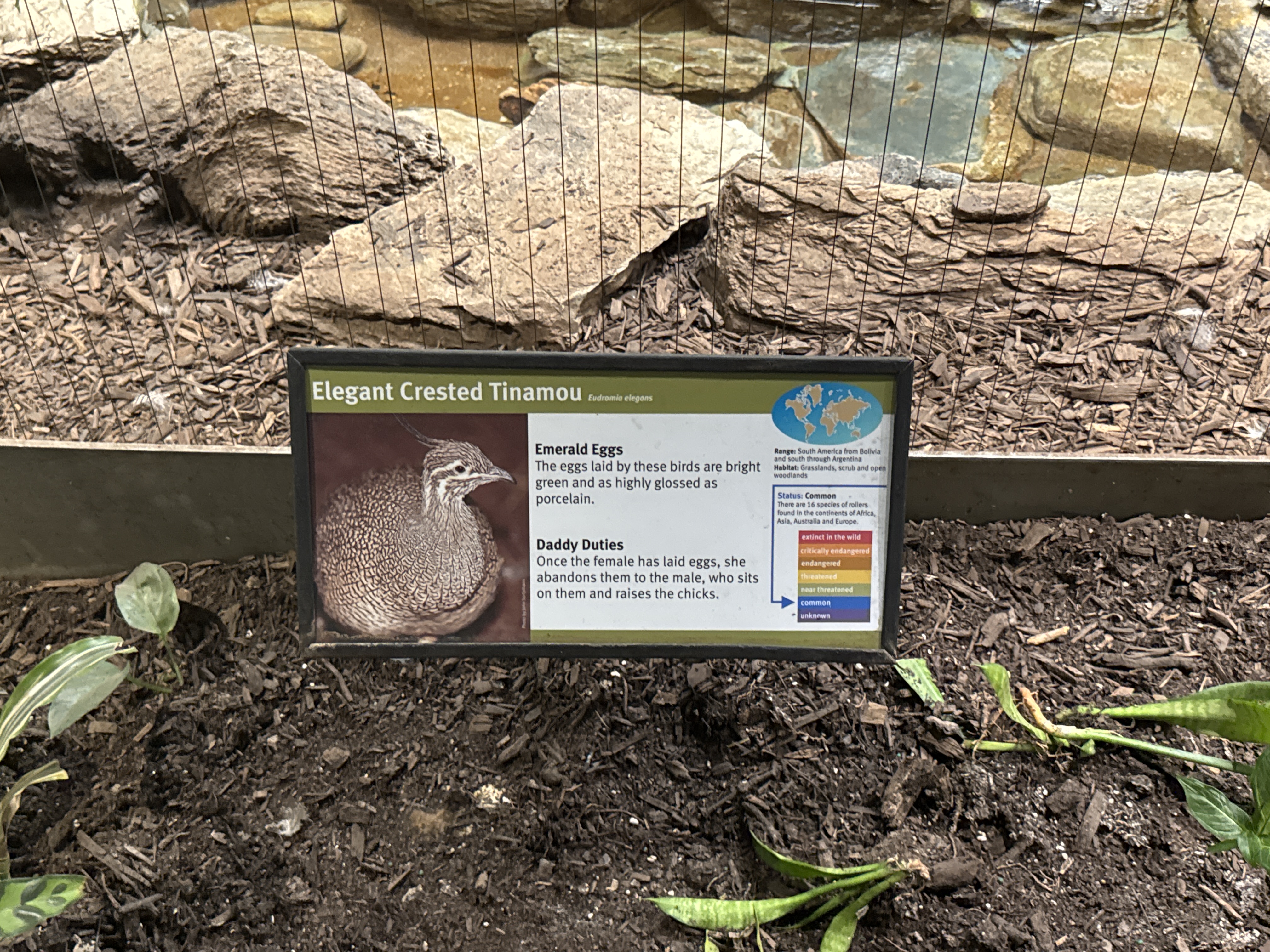 Elegant Crested Tinamou