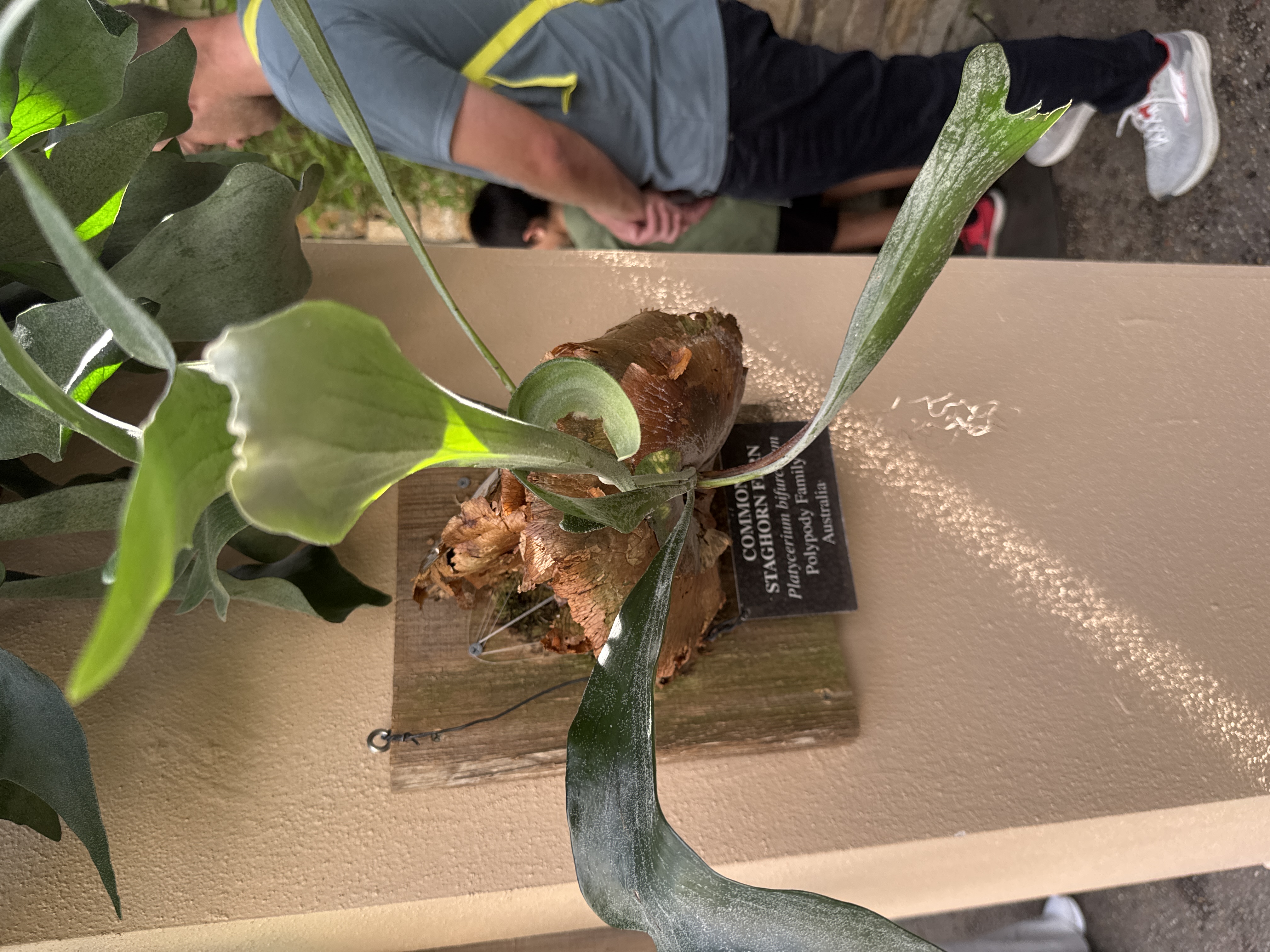Common Staghorn Fern