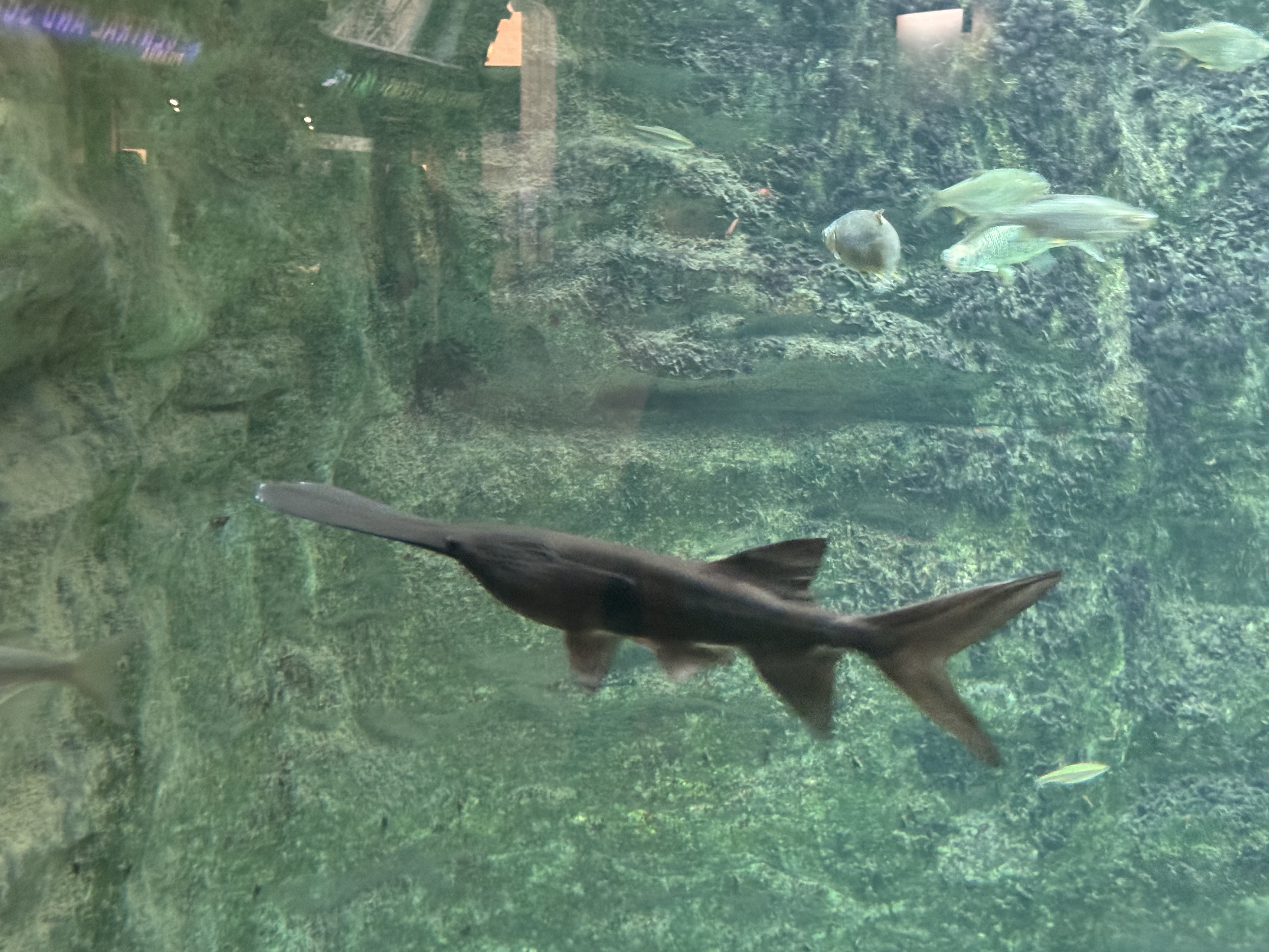 American Paddlefish