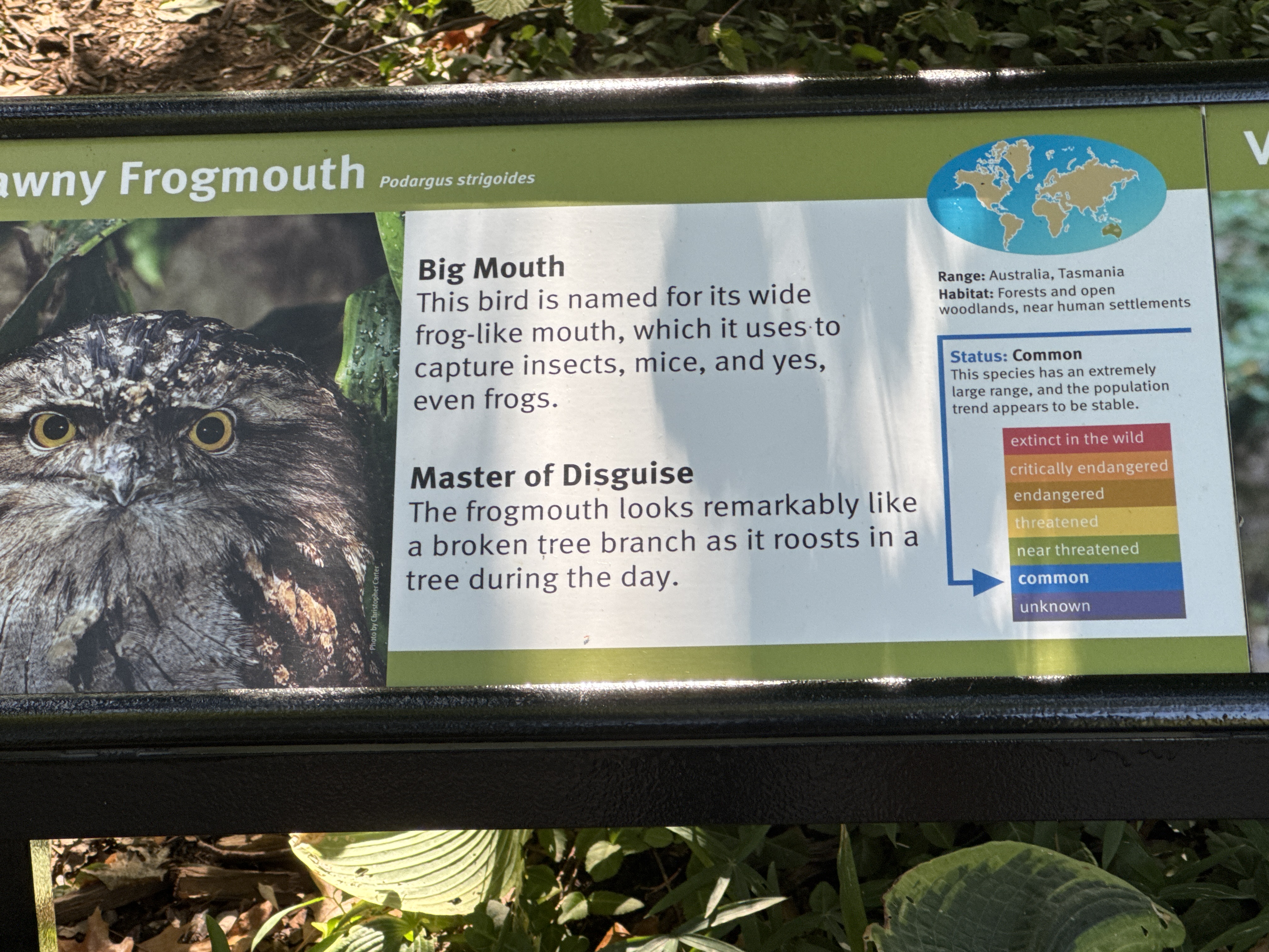 Tawny Frogmouth