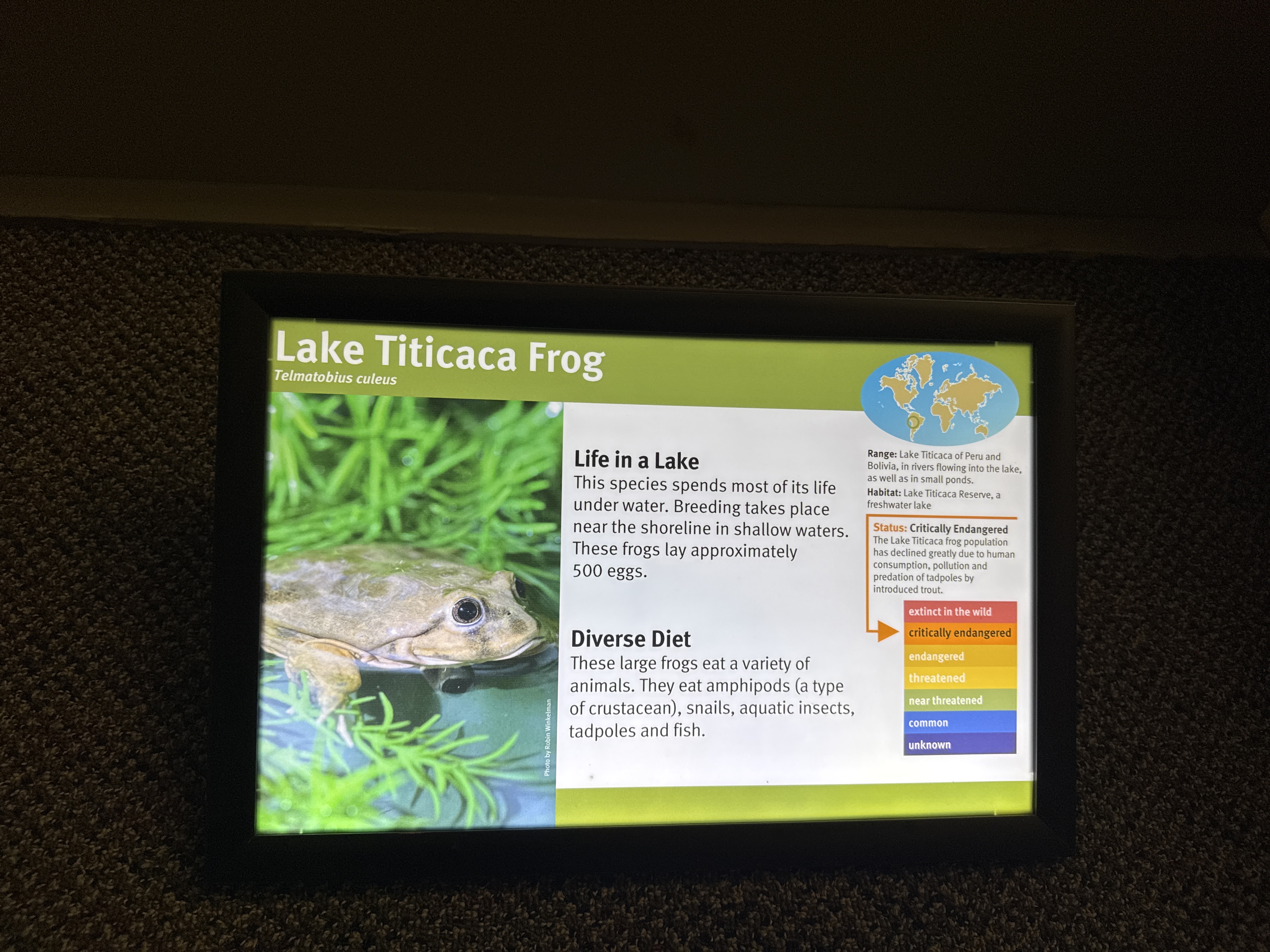 Titicaca Water Frog