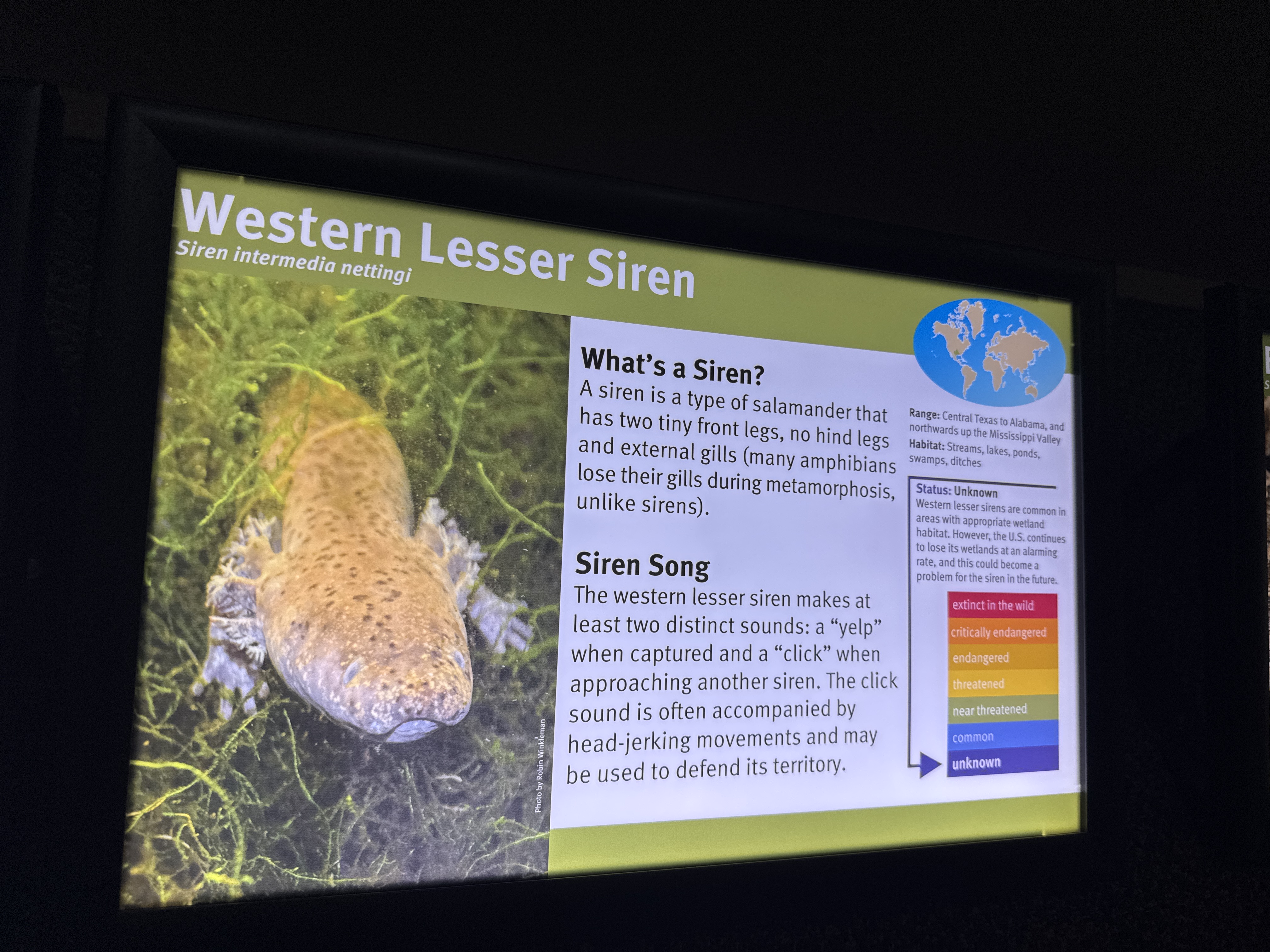 Western Lesser Siren