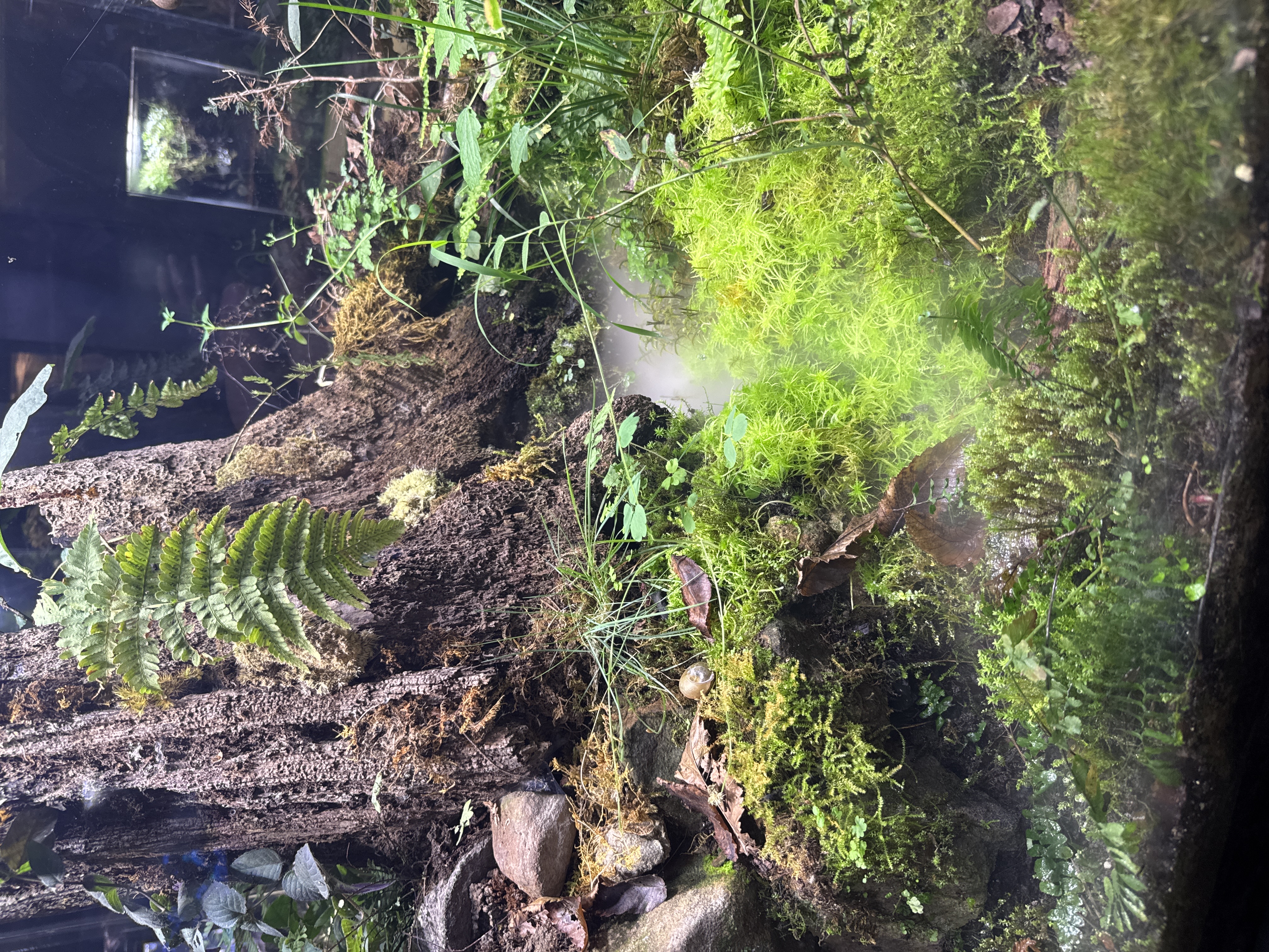 Miniature Ecosystem Diorama