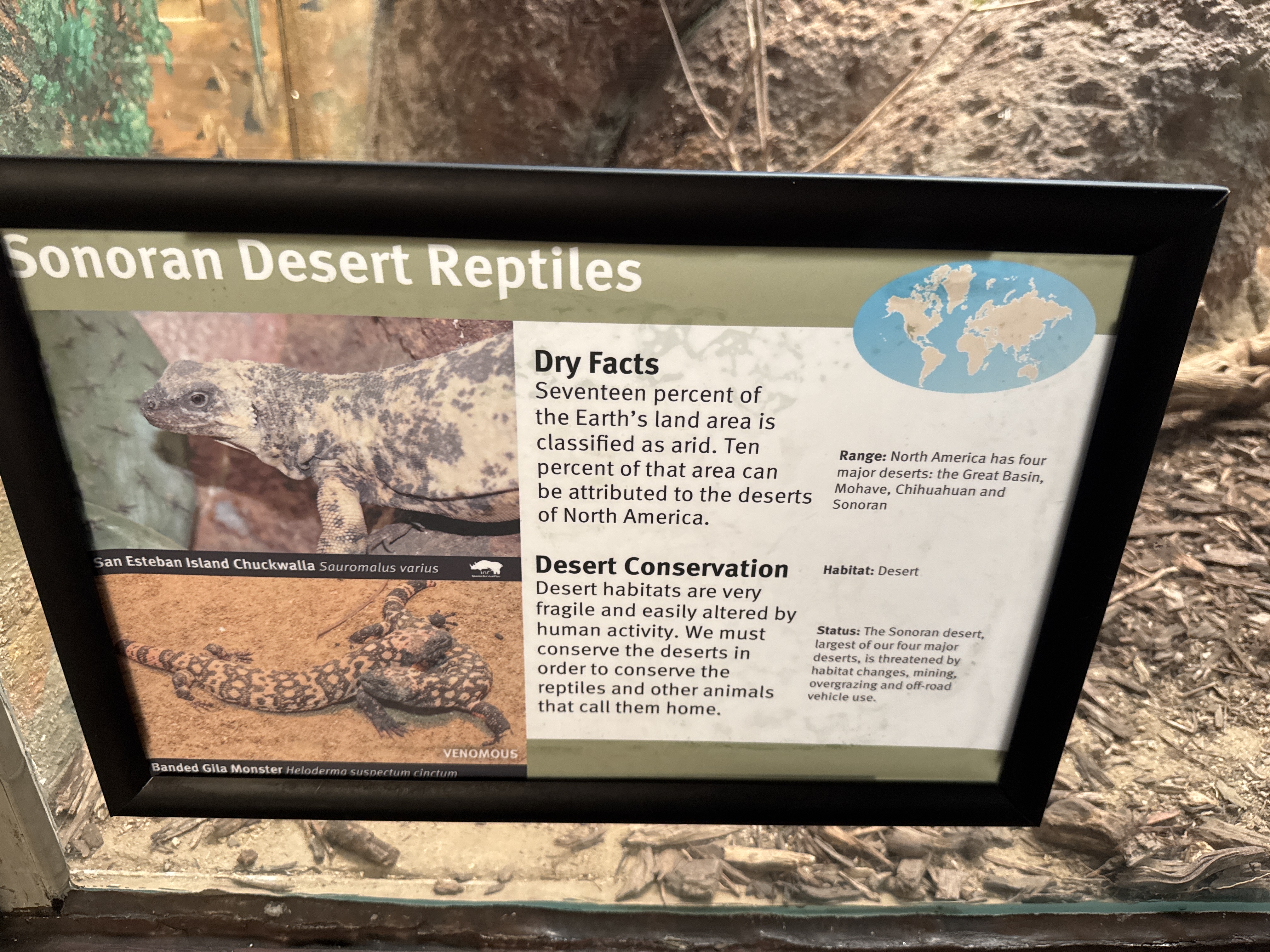 Reptiles of the Sonoran Desert