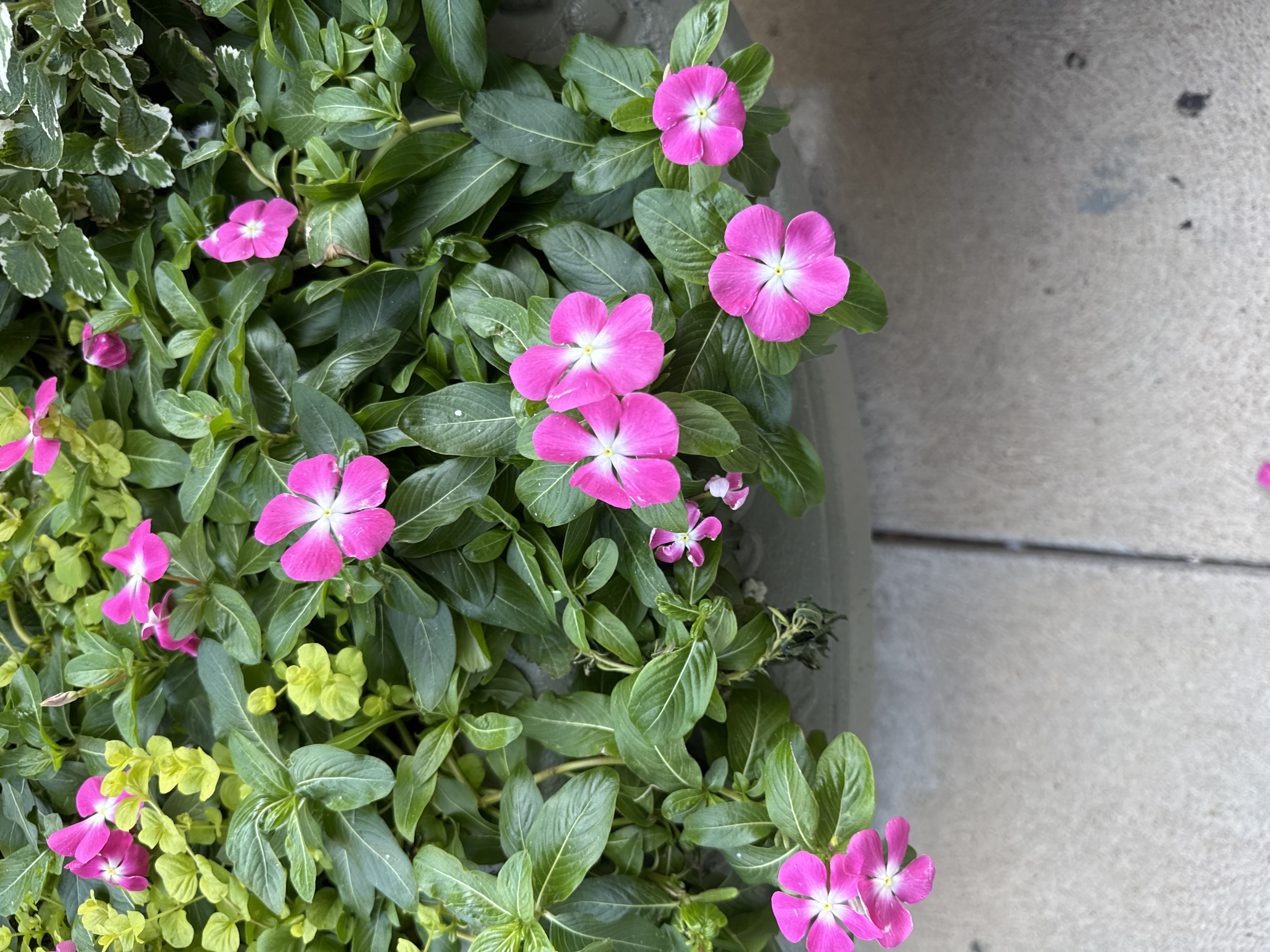 Madagascar Periwinkle