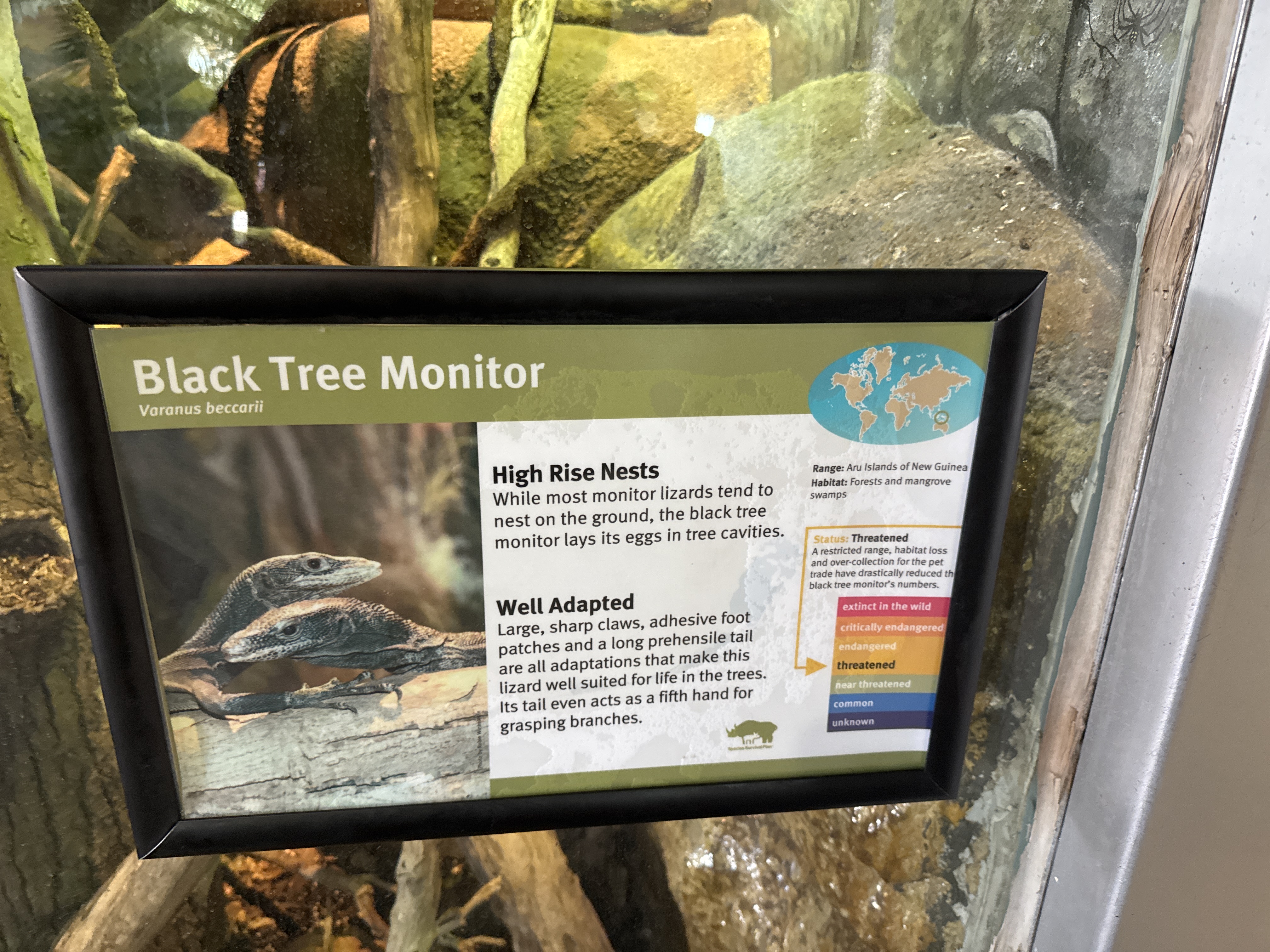 Black Tree Monitor