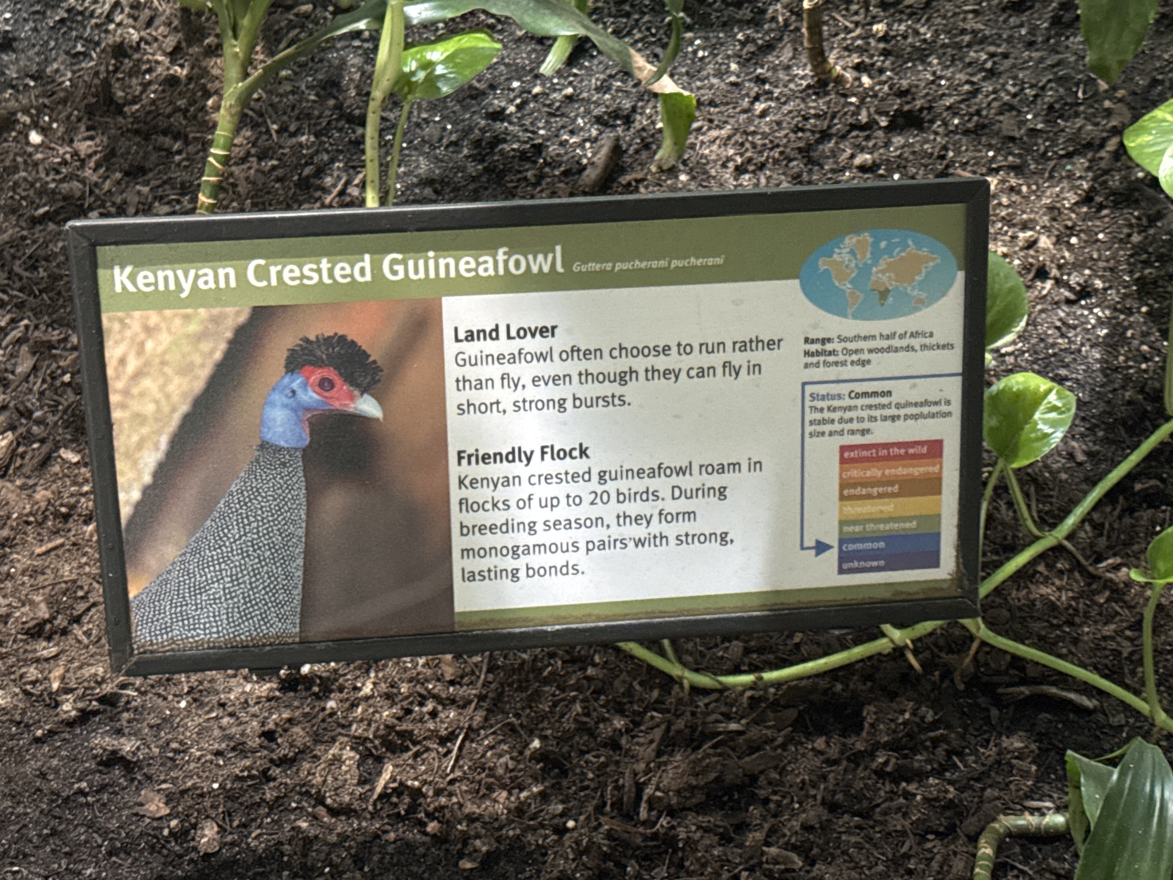 Kenya Crested Guineafowl