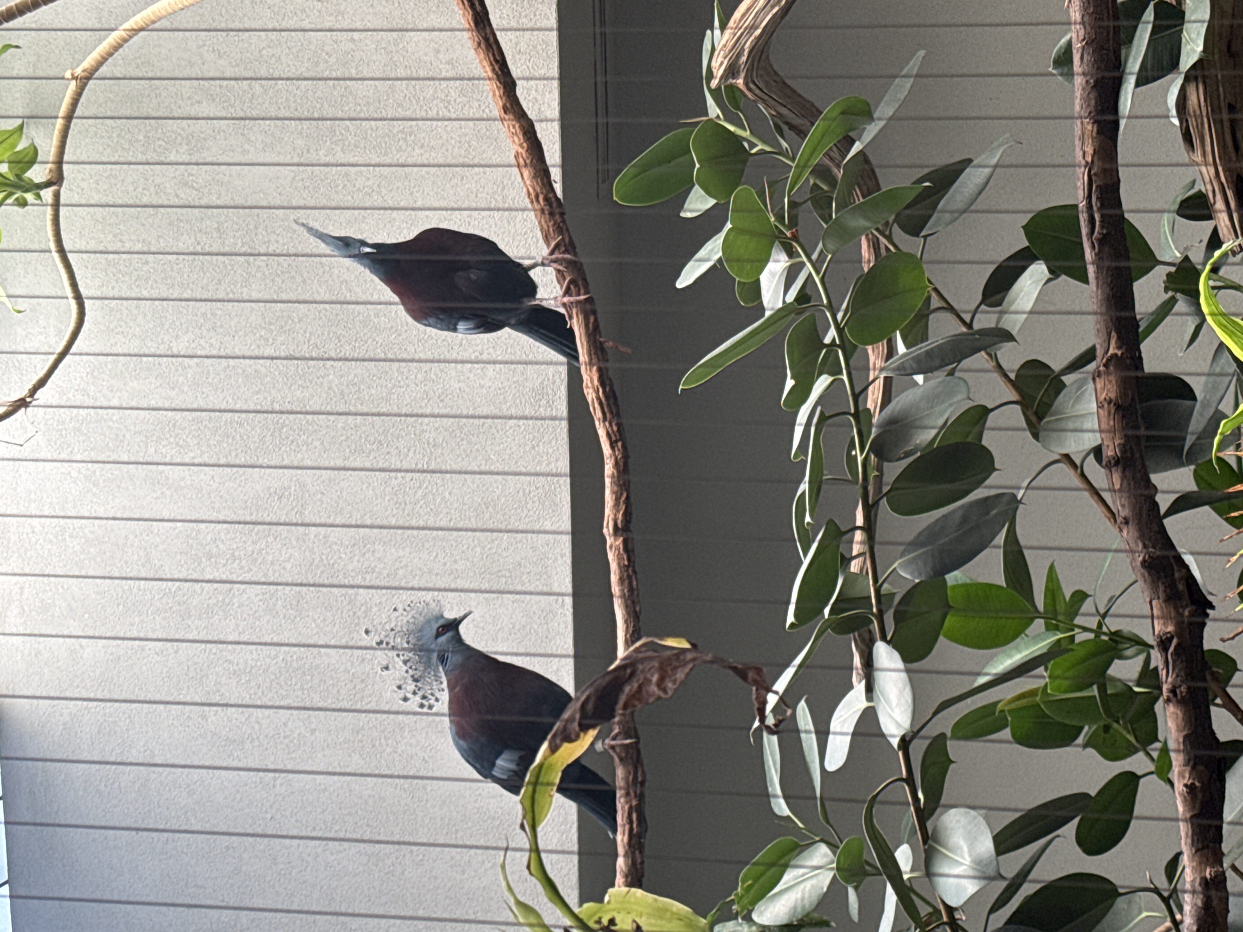 Crowned Pigeon