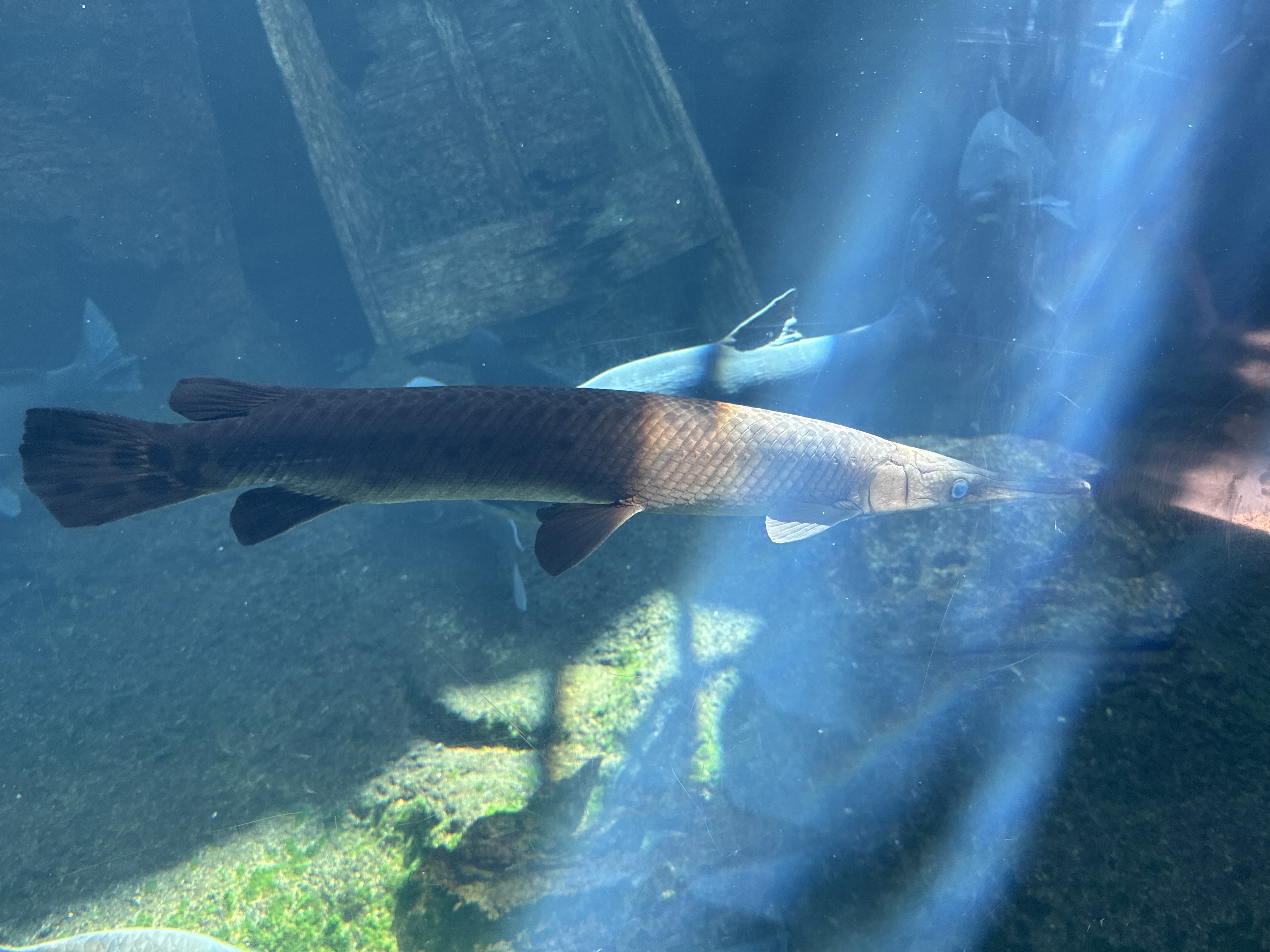 Gar Fish