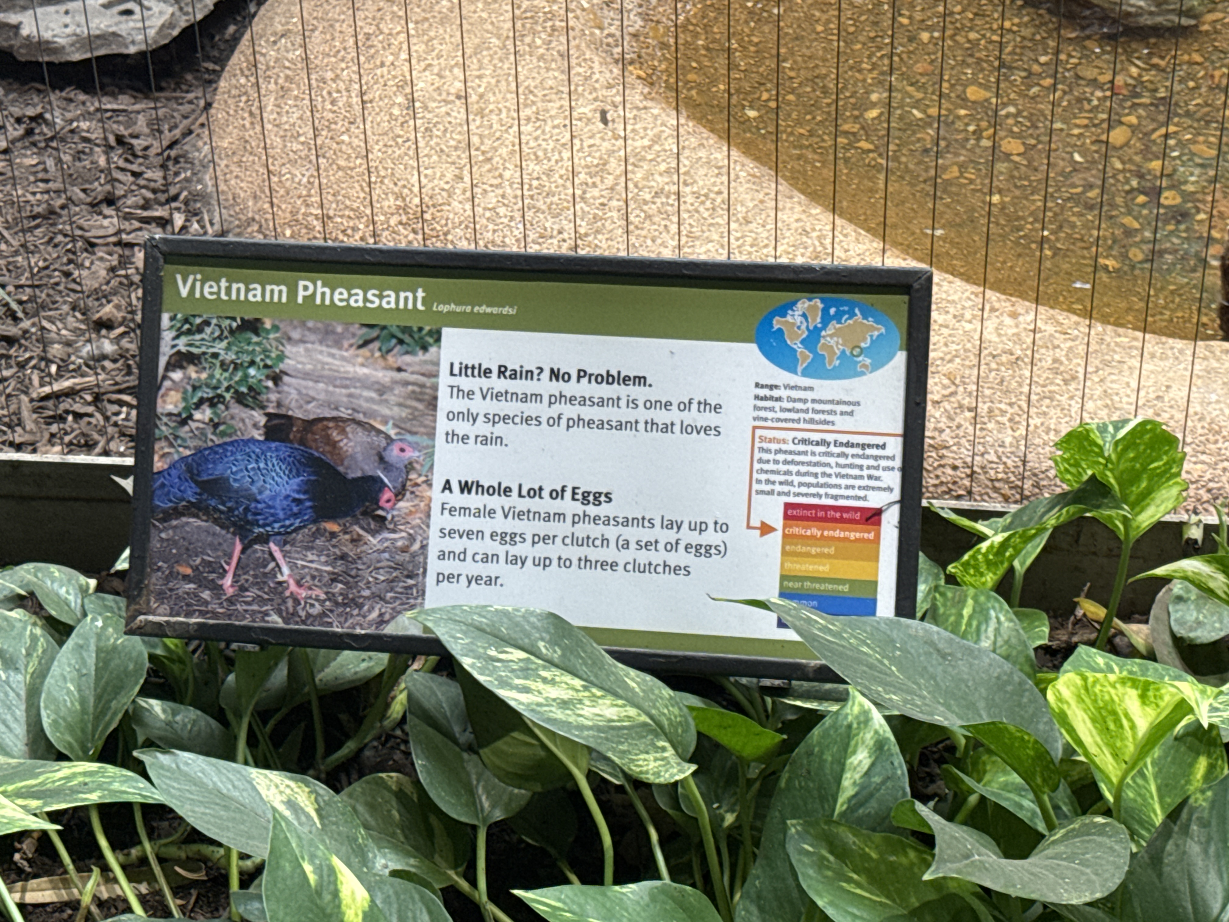 Edwards's Pheasant