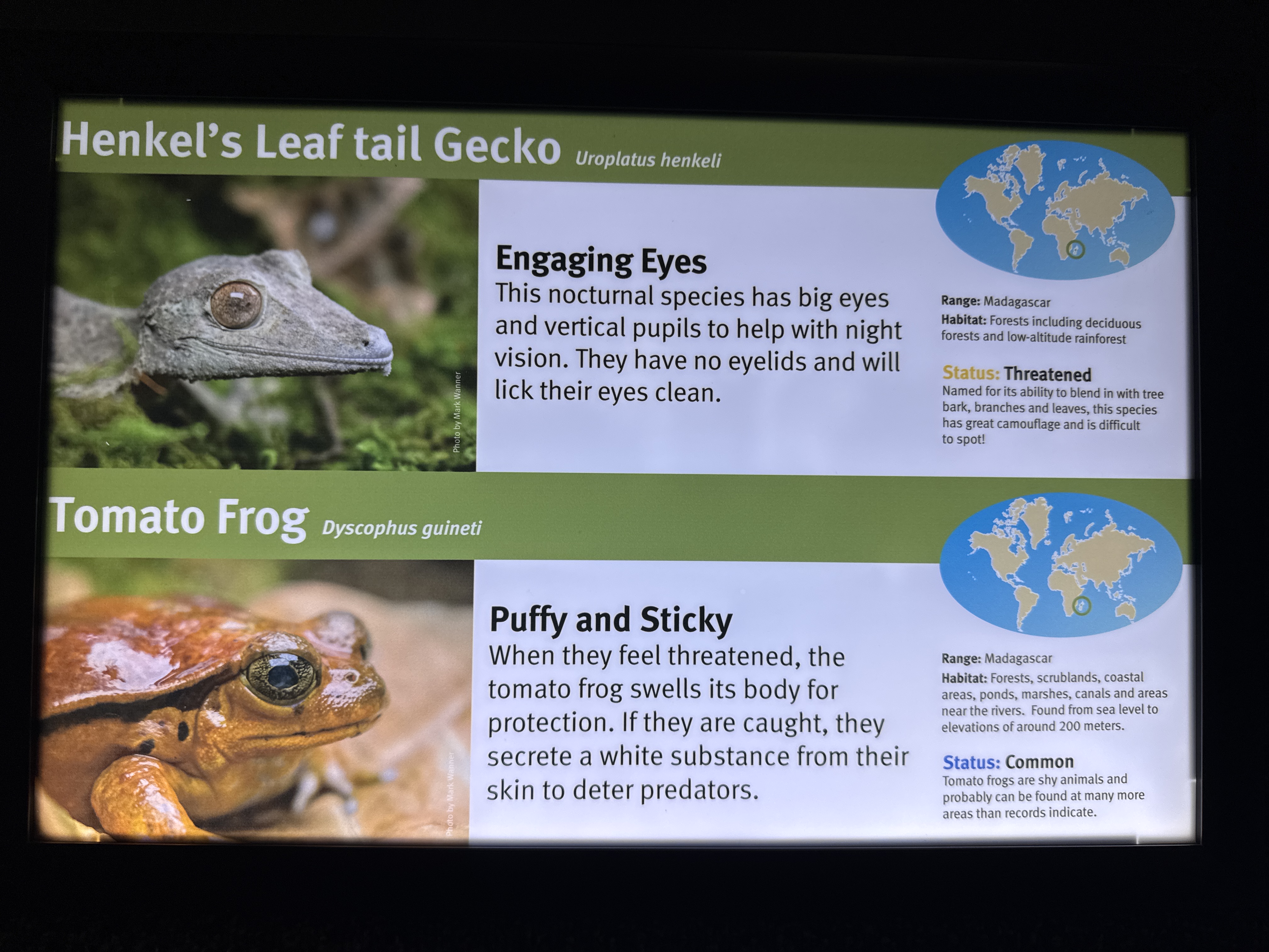 Henkel's Leaf-tailed Gecko and Tomato Frog