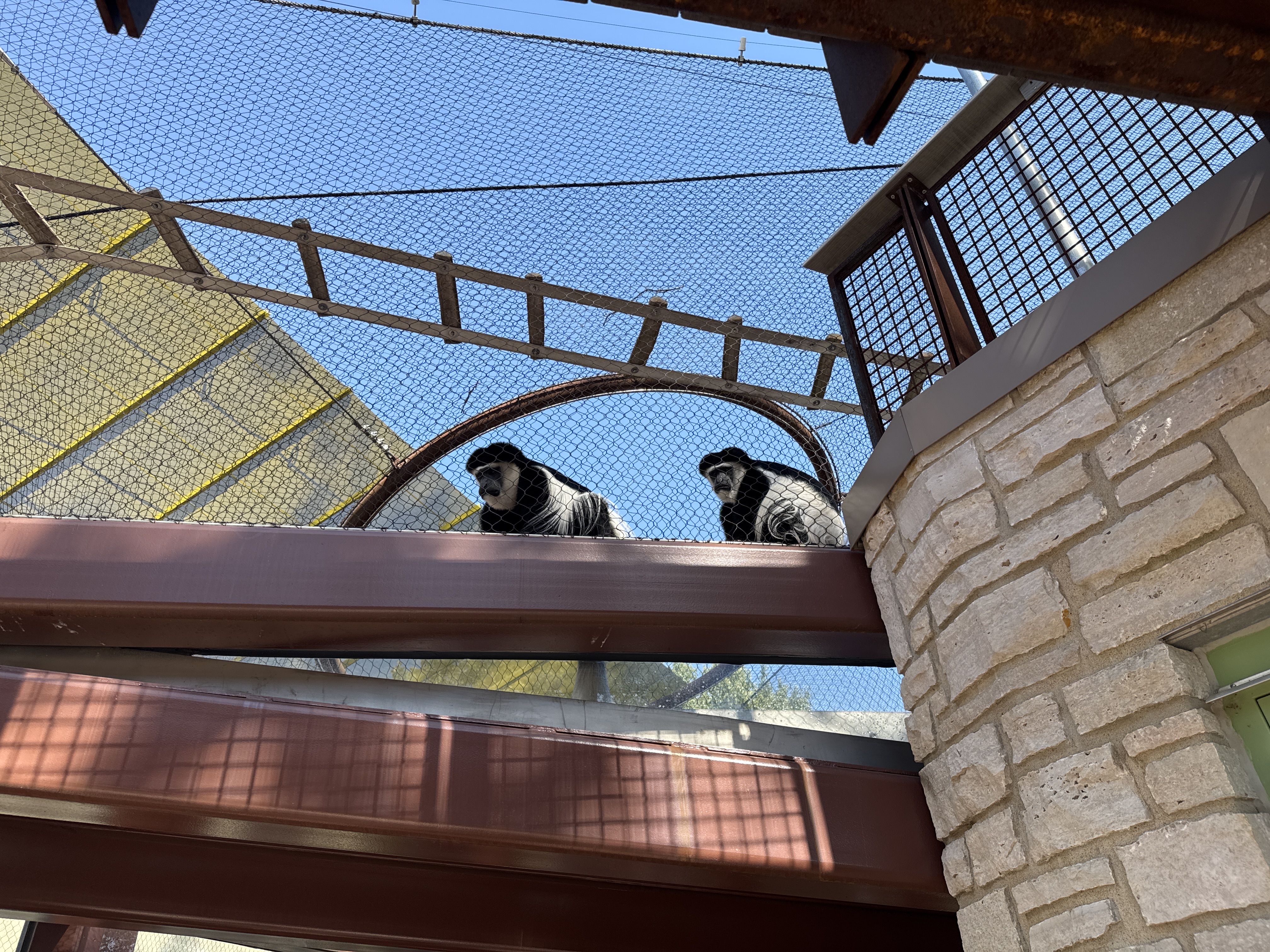 Colobus Monkey
