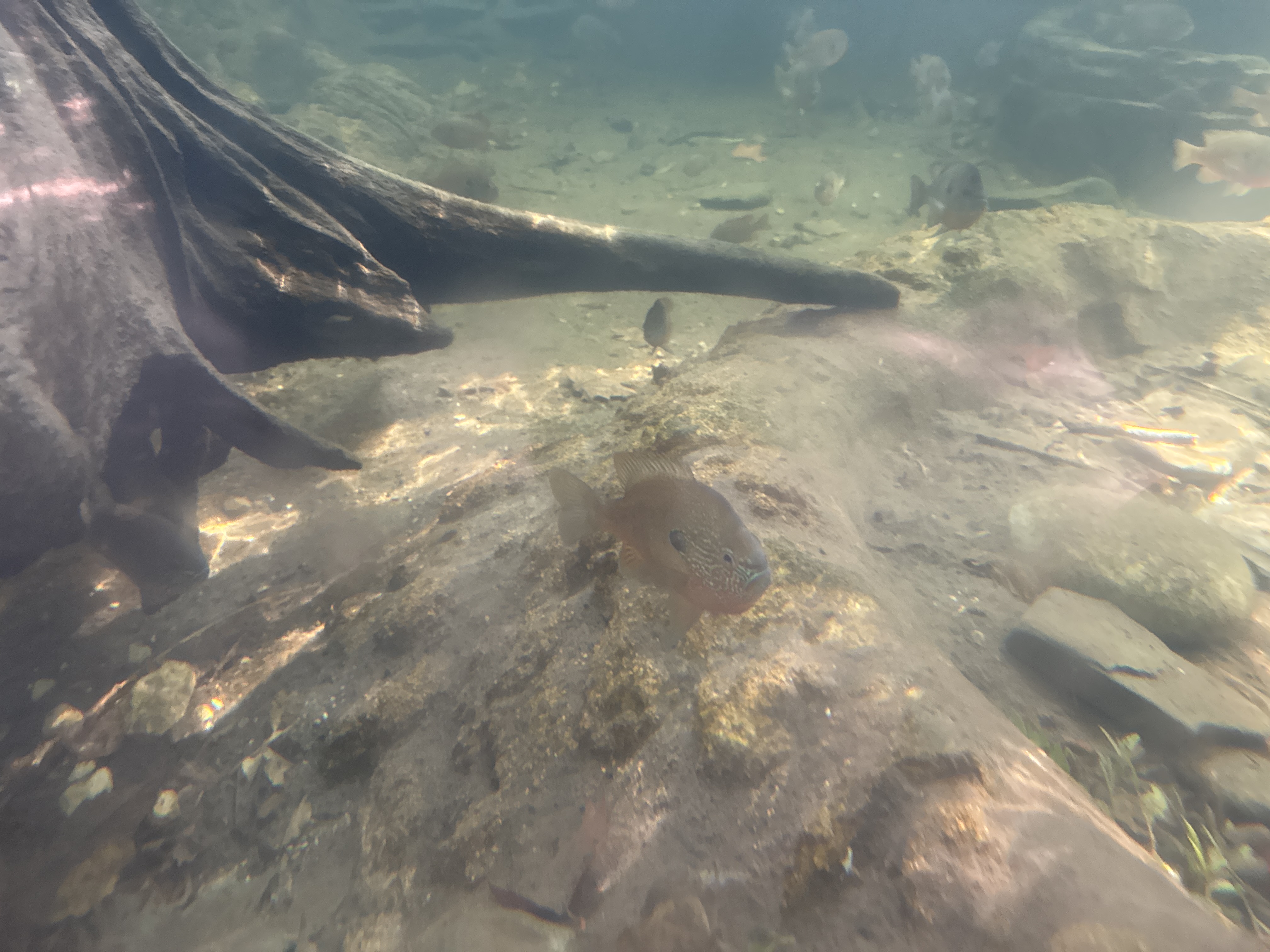 Sunfish in Freshwater Ecosystem