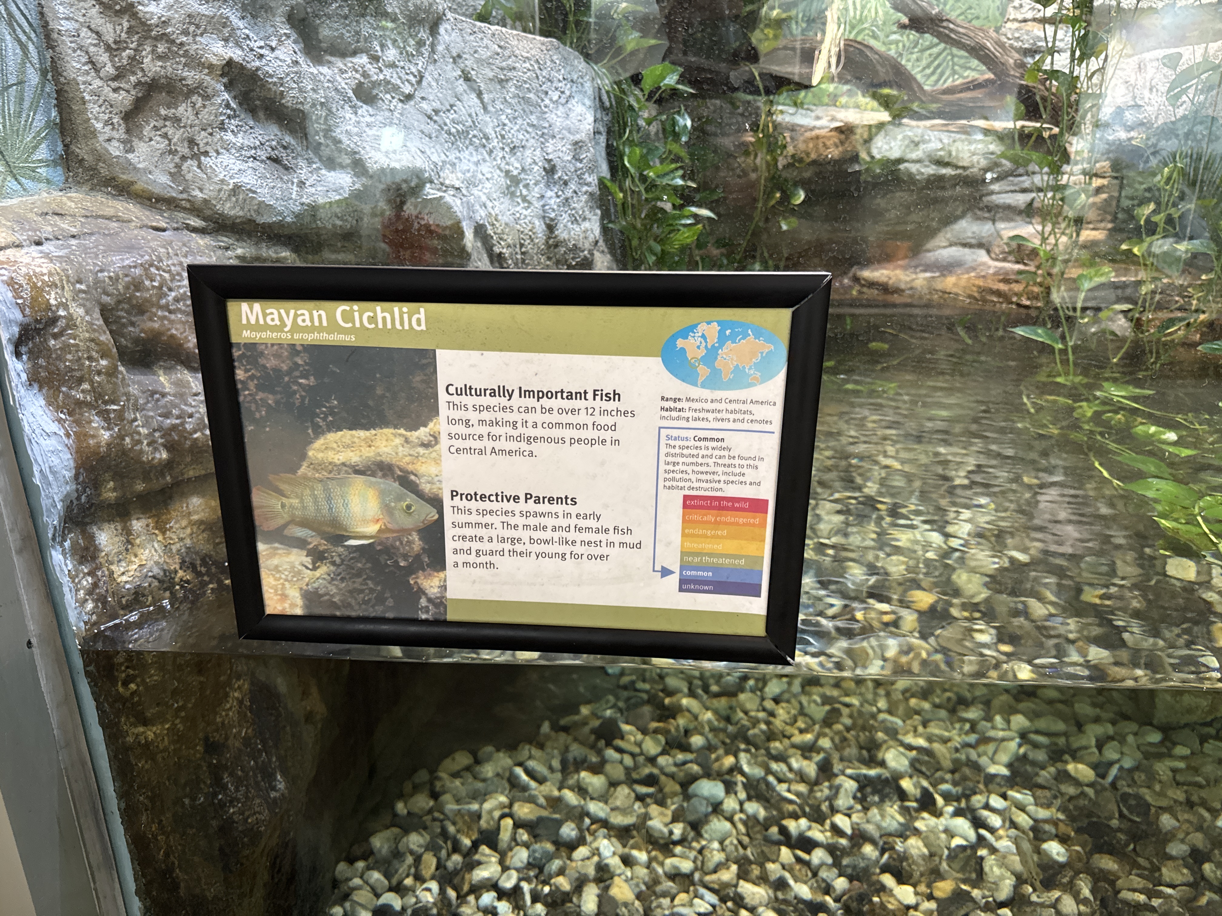 Mayan Cichlid
