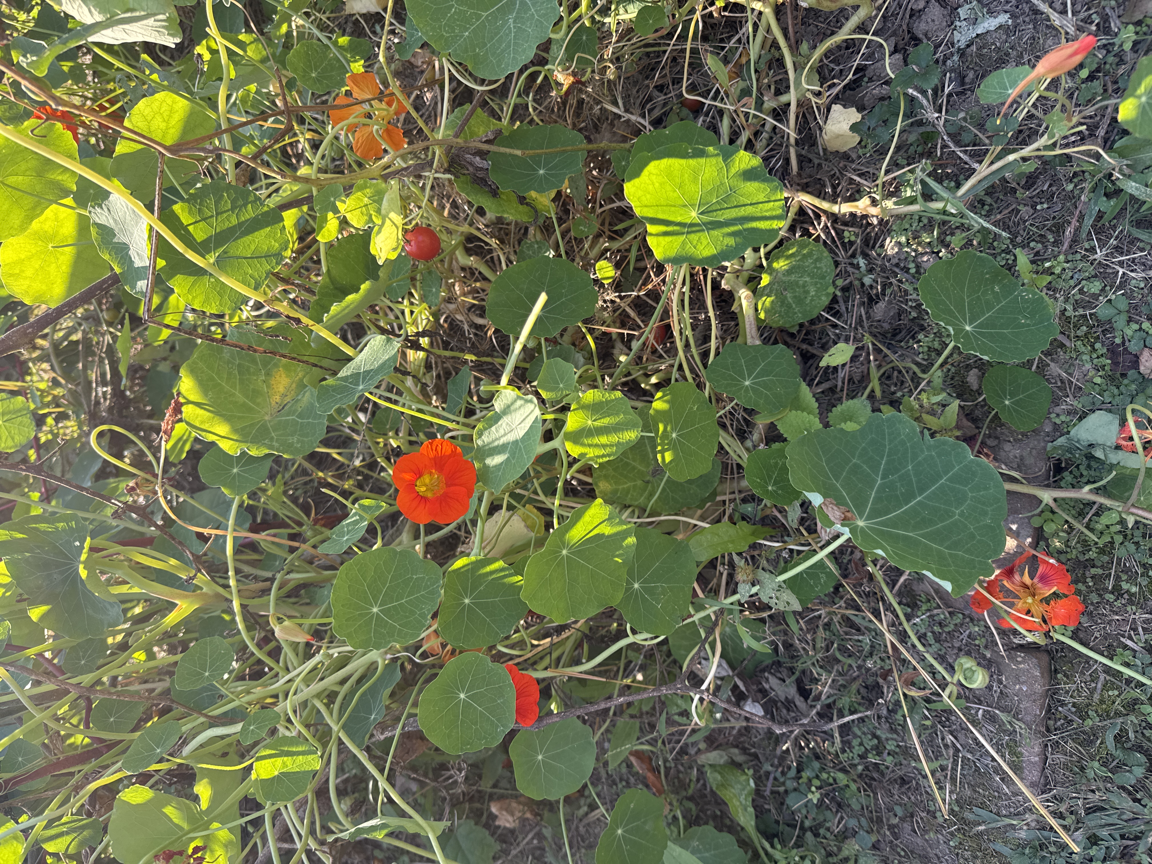 Nasturtium