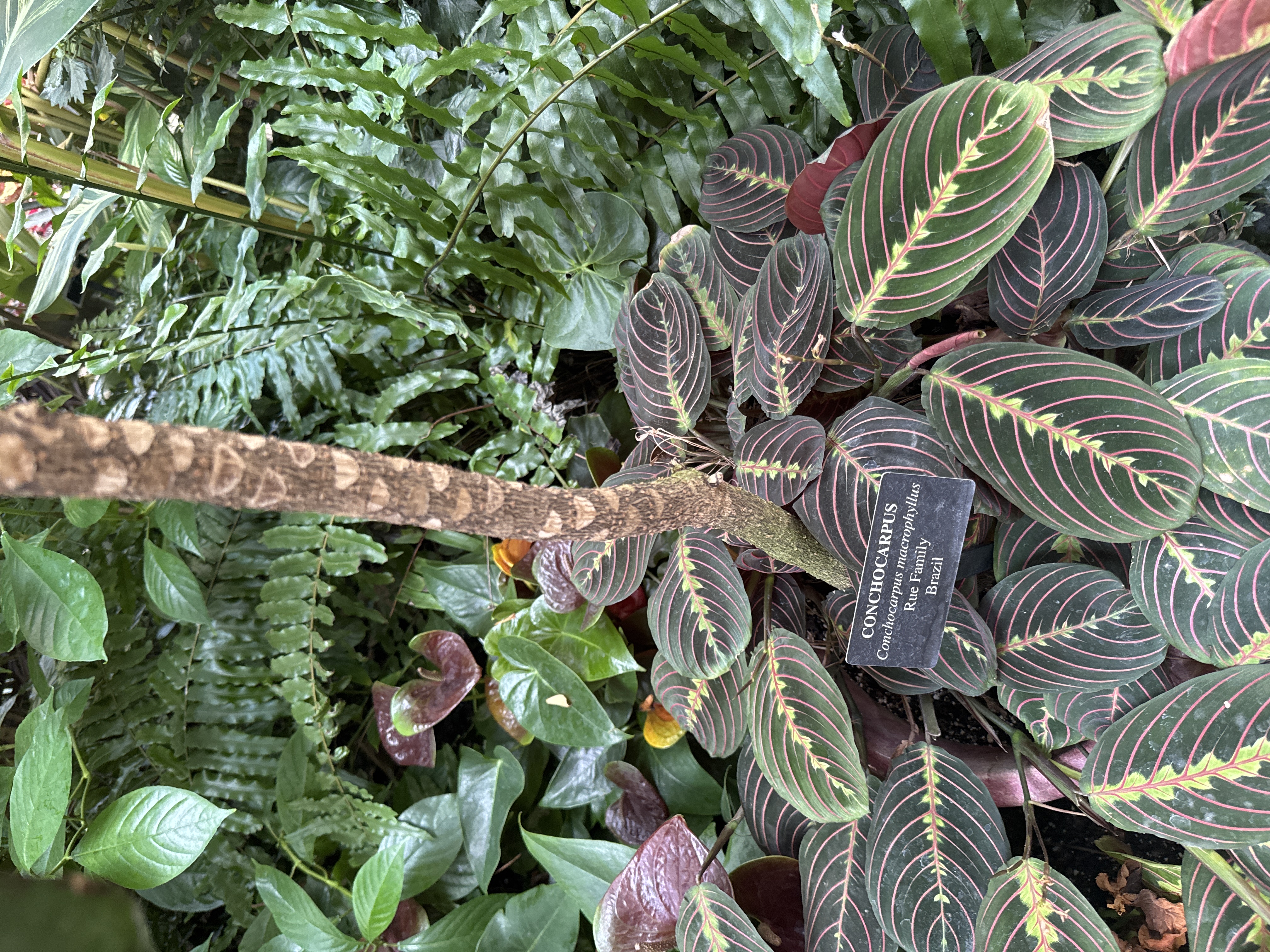 Conchocarpus macrophyllus