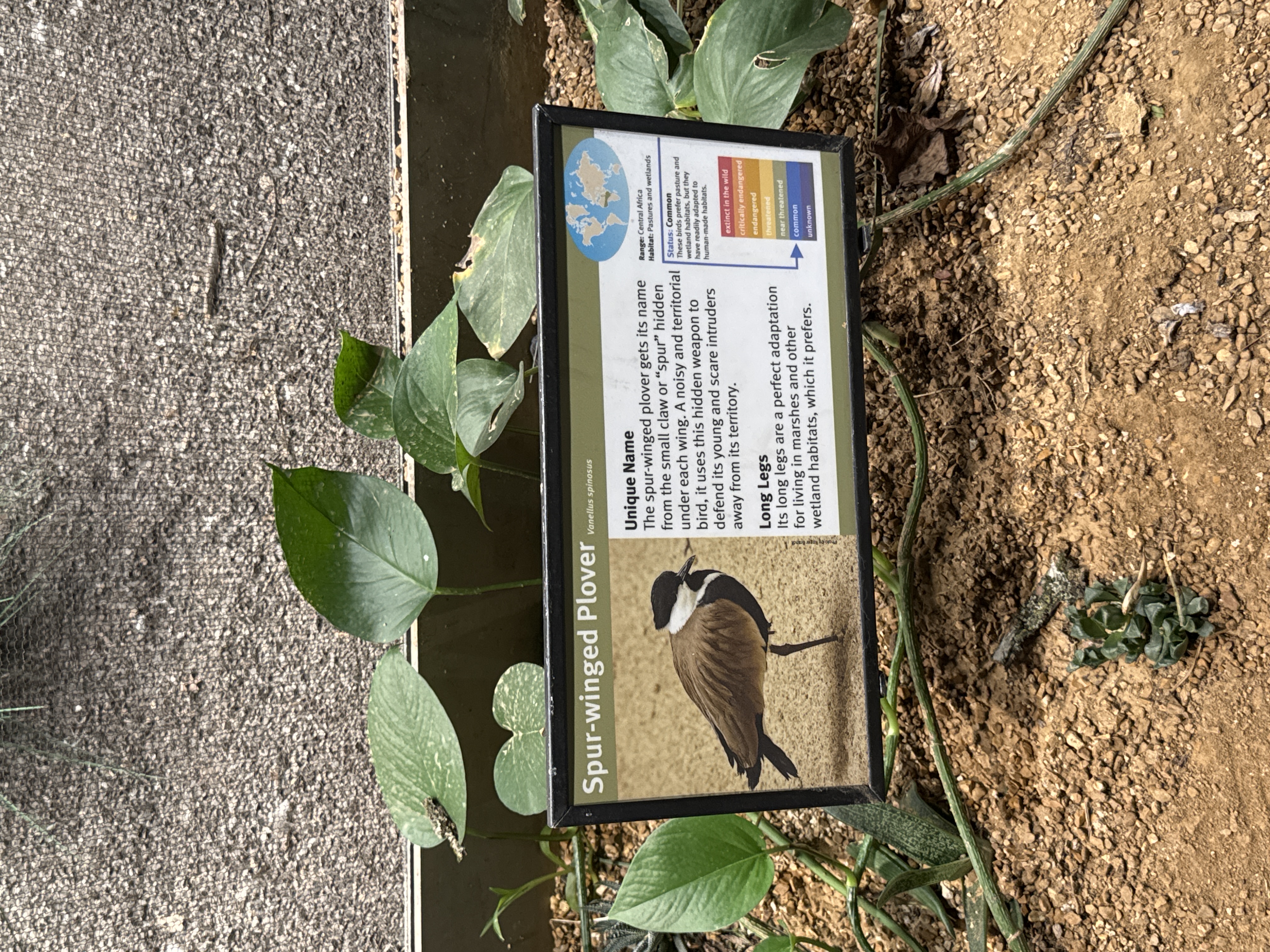 Spur-winged Plover