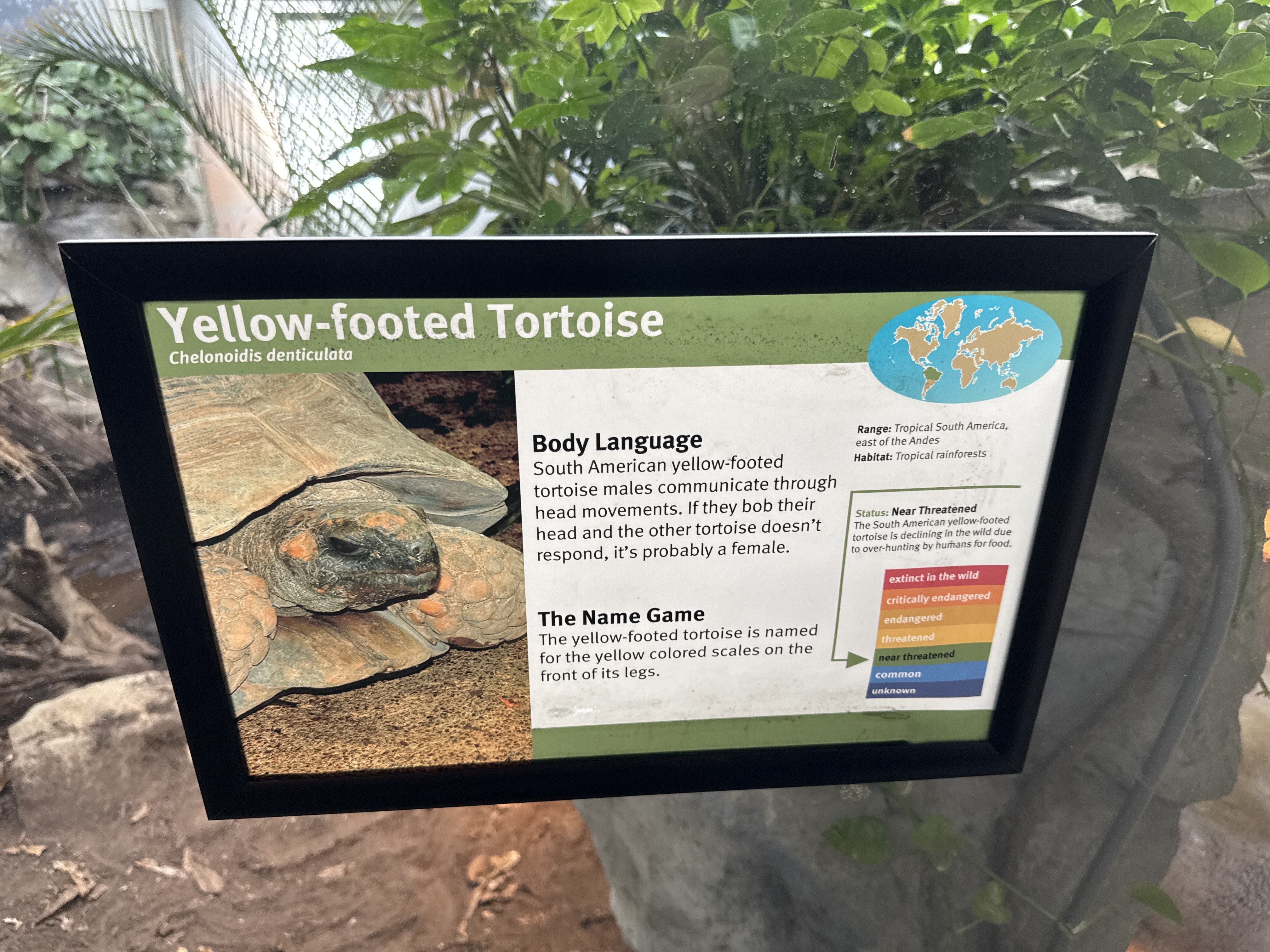 Yellow-footed Tortoise